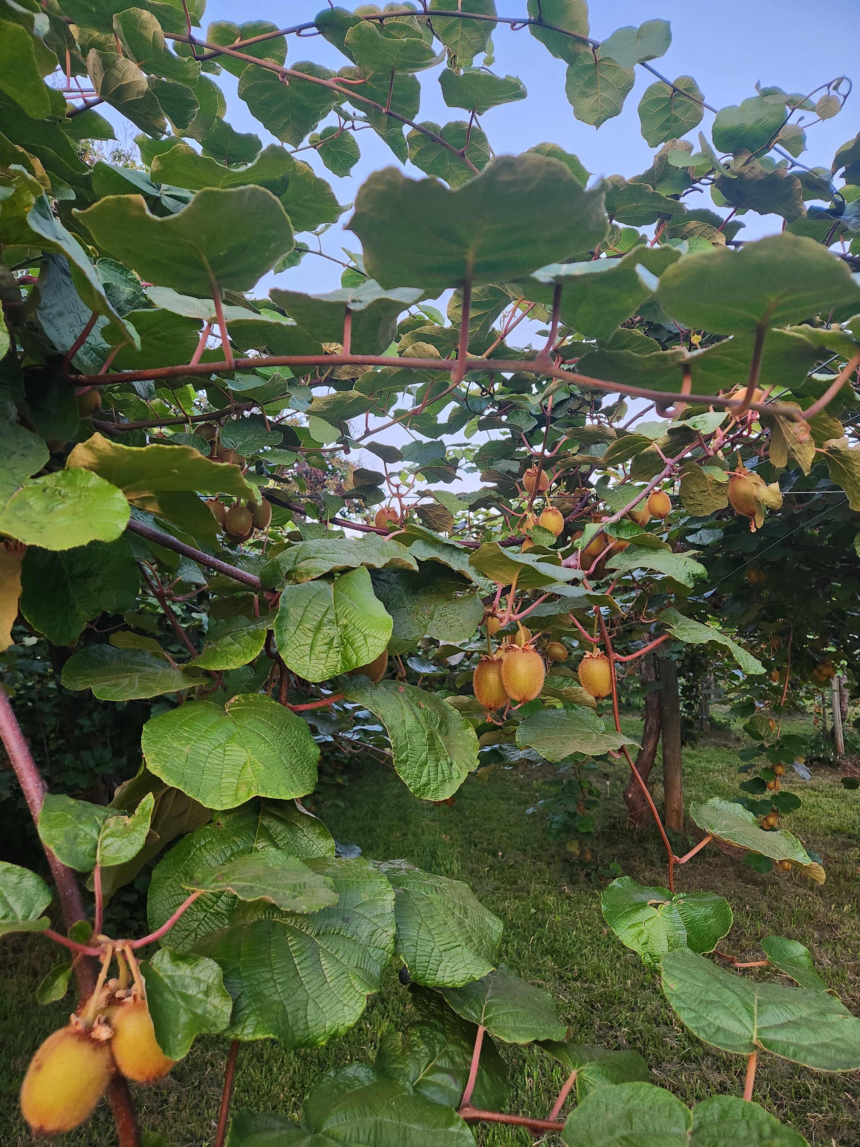 Shared Abundance Organic Farm