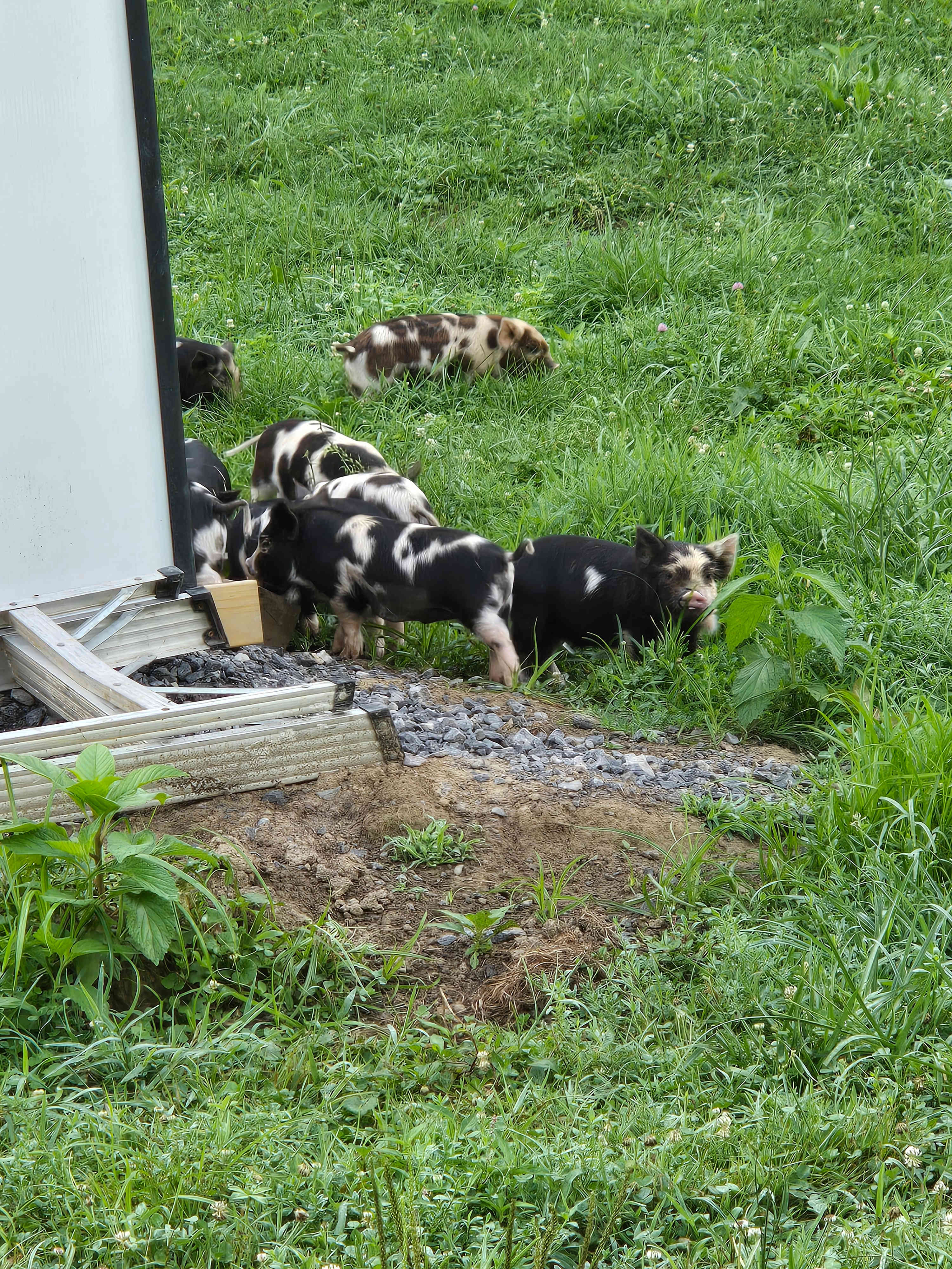 Piglets