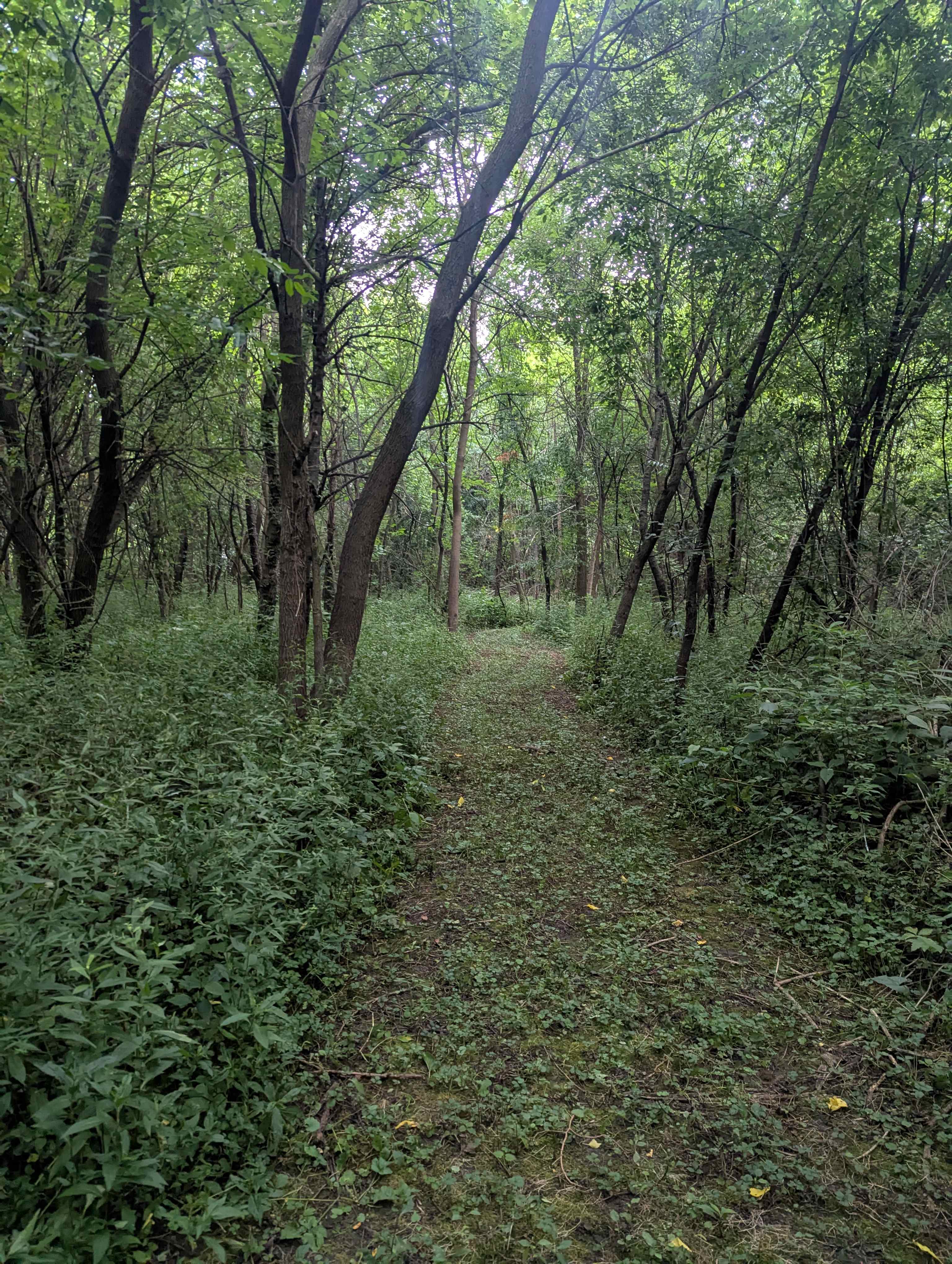 Willowthorne