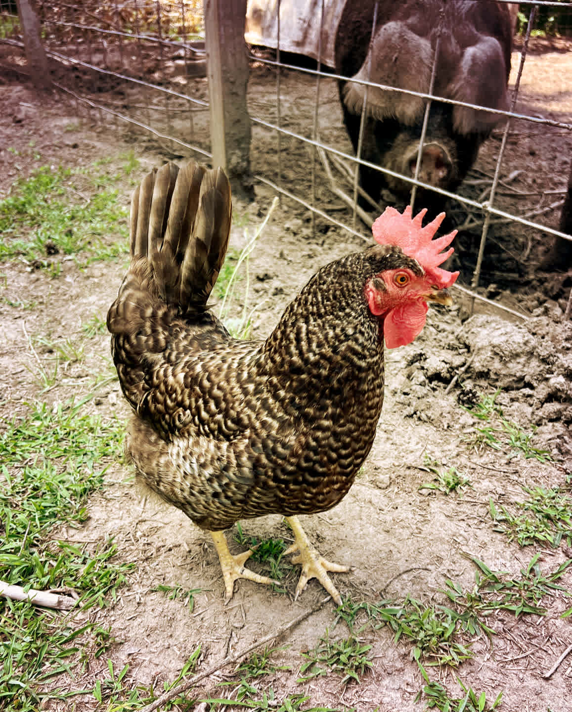 2Chicks And A Farm