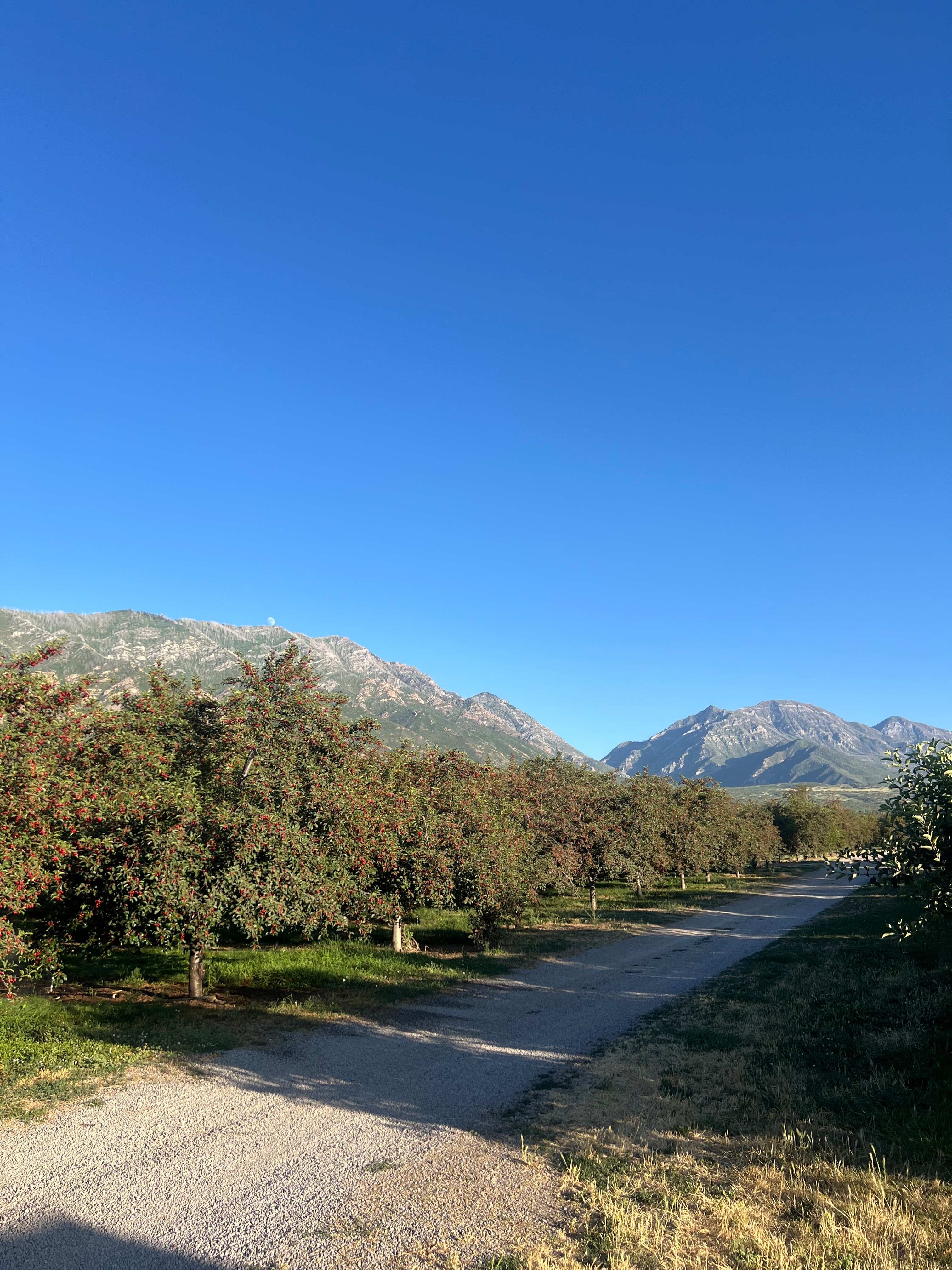 Secluded Orchard Boondocking
