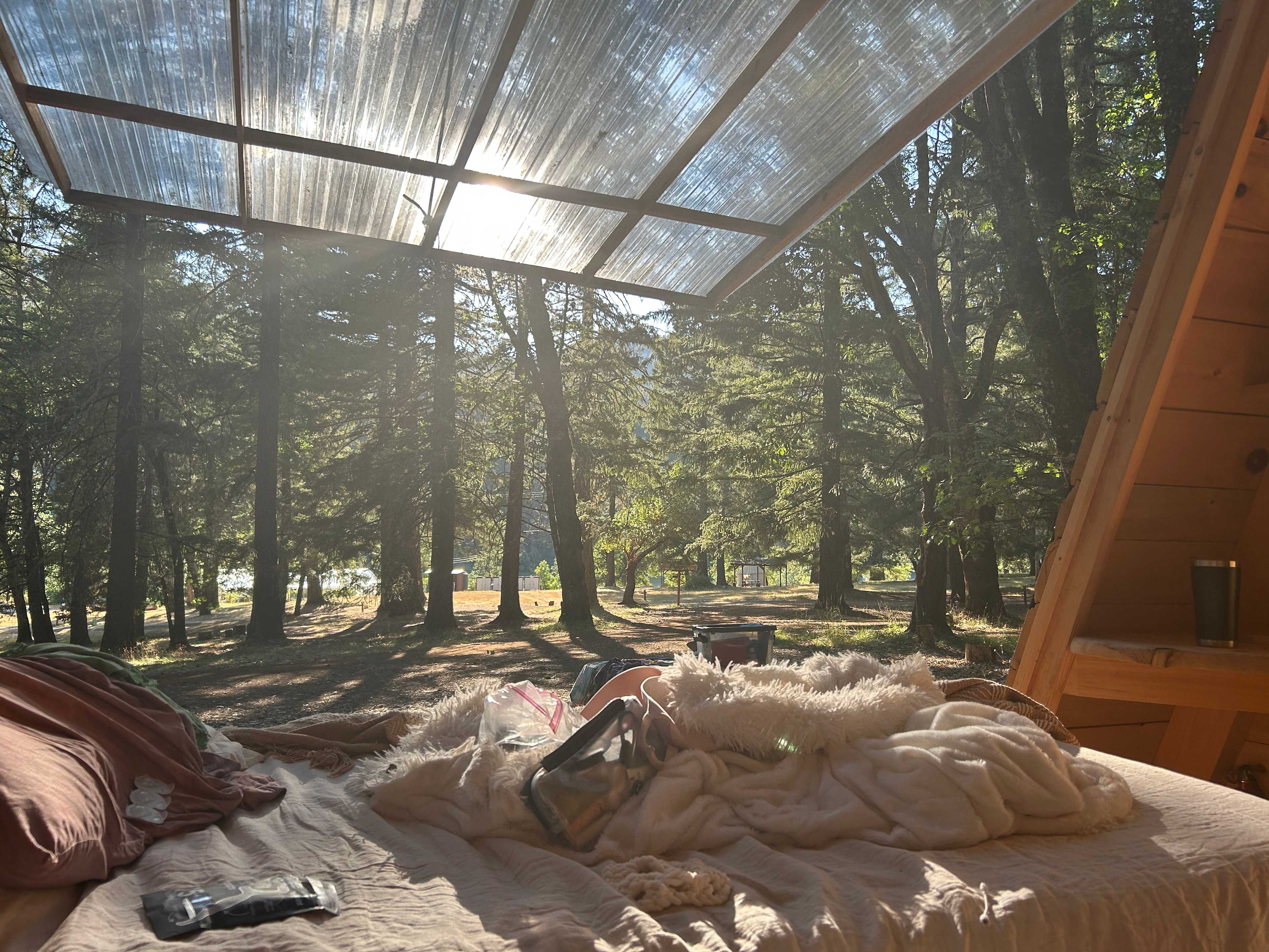Cedar Bloom