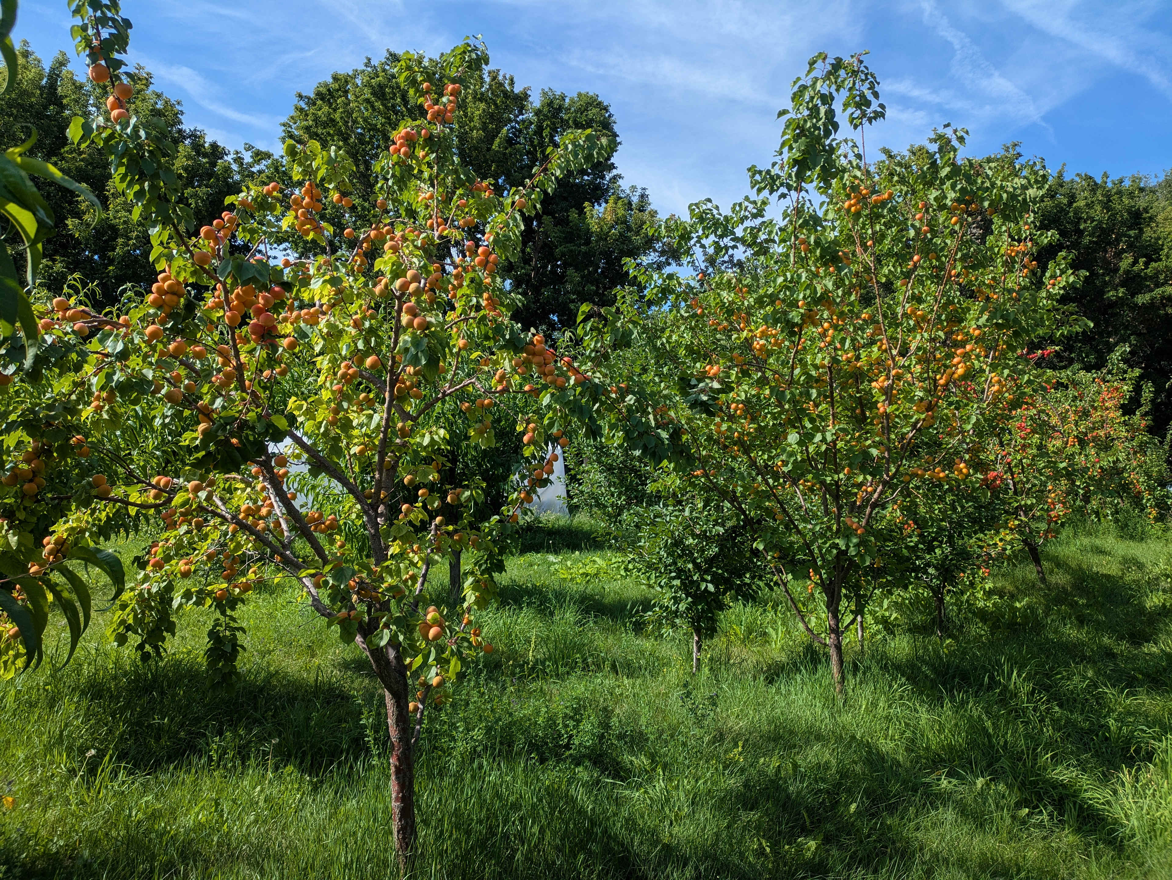 Fruit Haven, Cawston BC