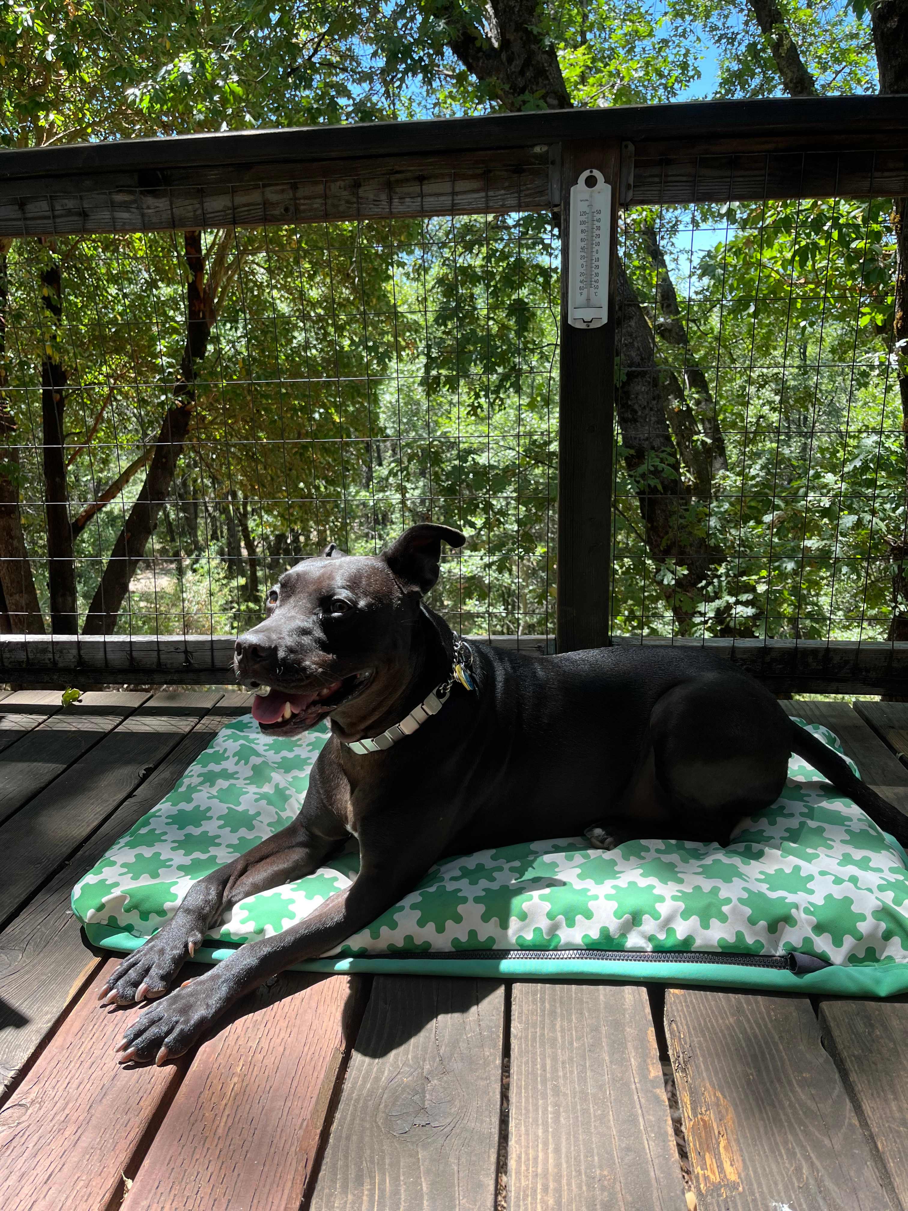 River approves of the front and back porch/deck
