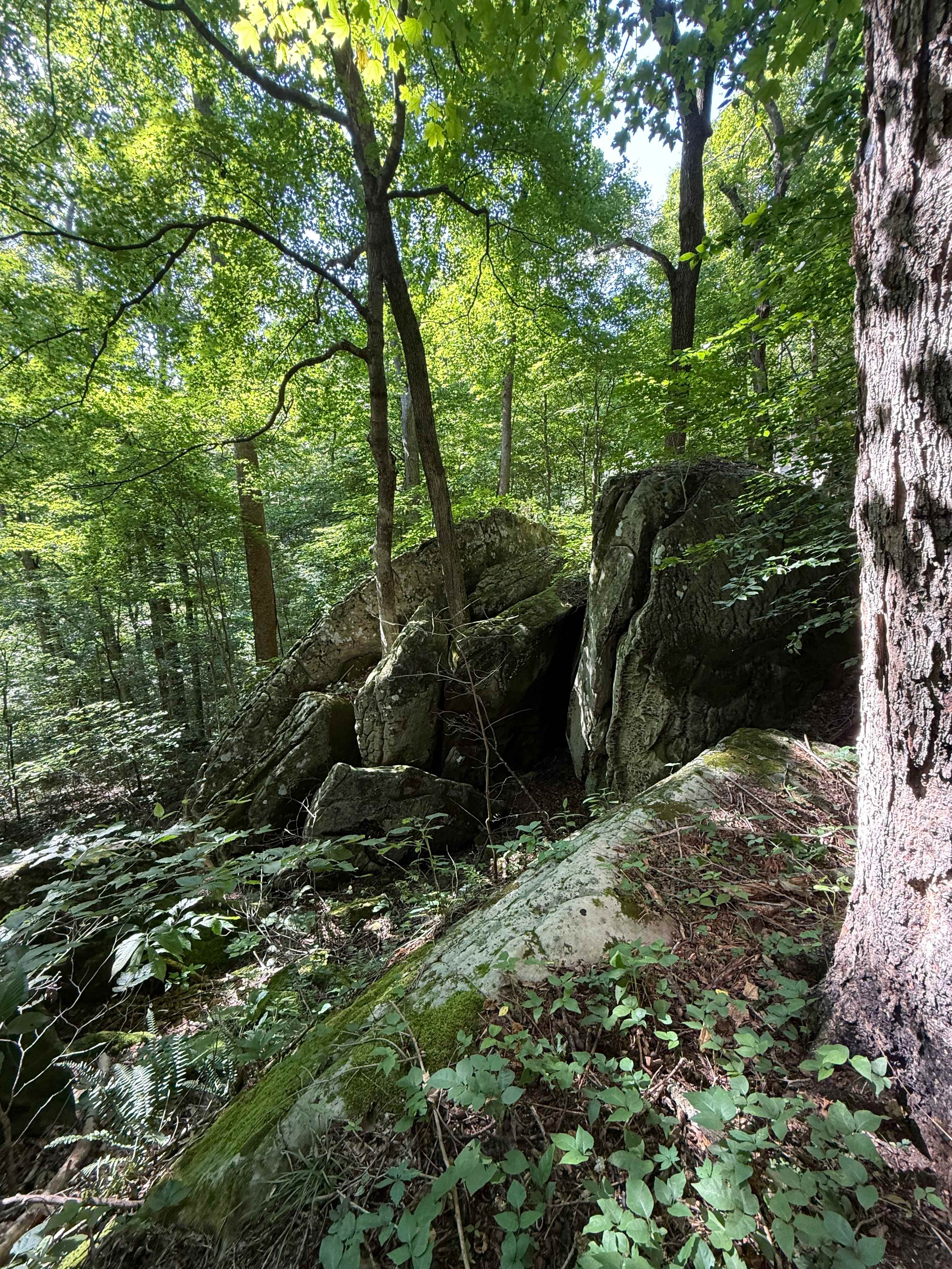 Tar Springs 2