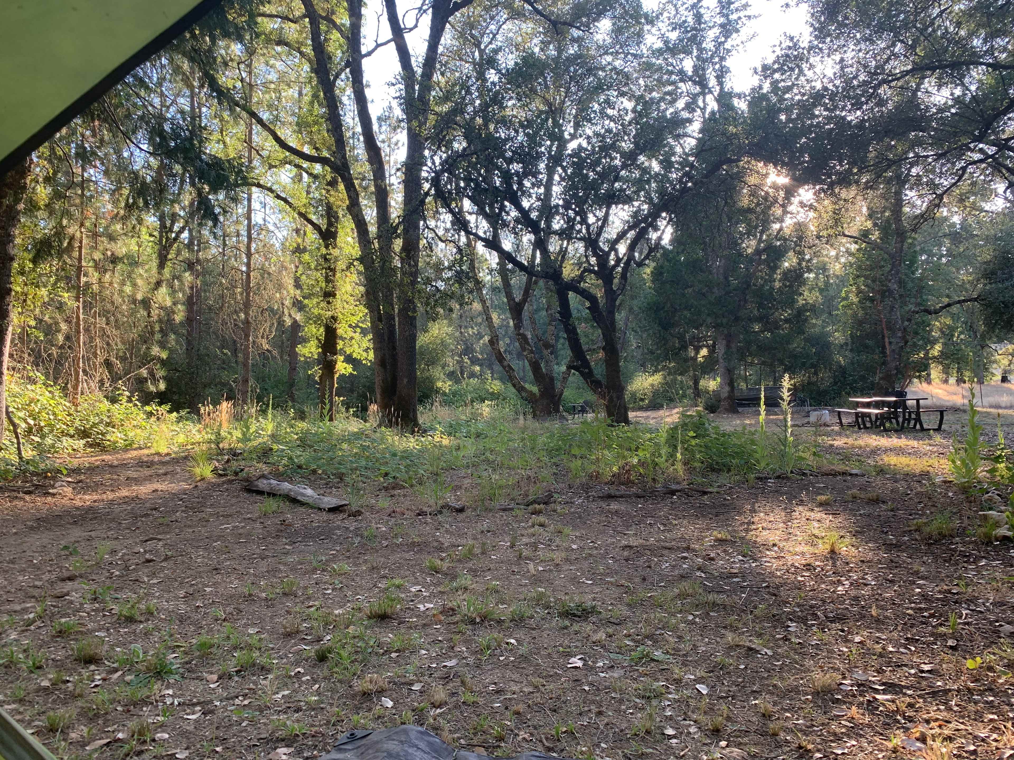 The Black Oak Forest