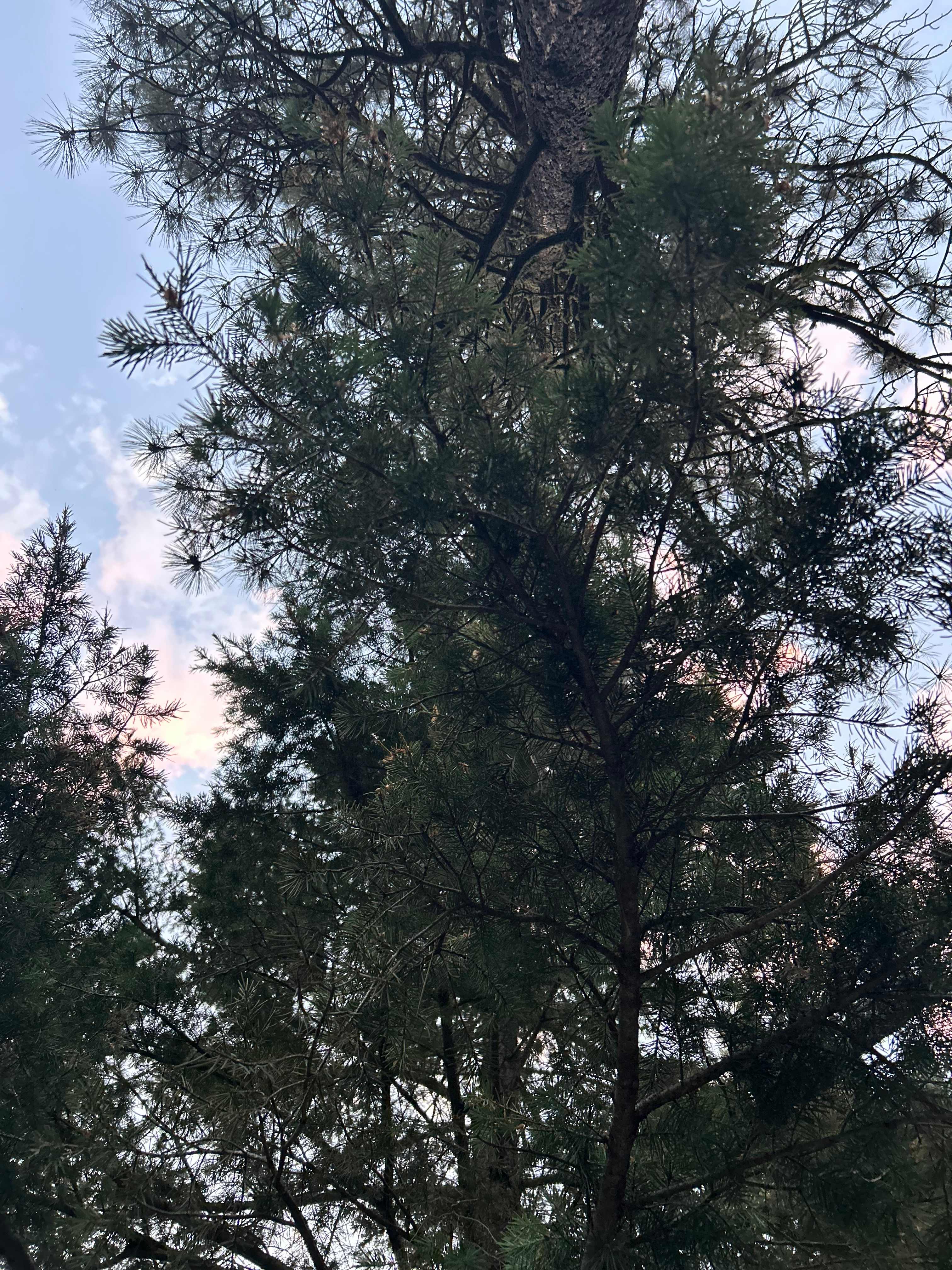 Watching sunset through some trees by the cabin.