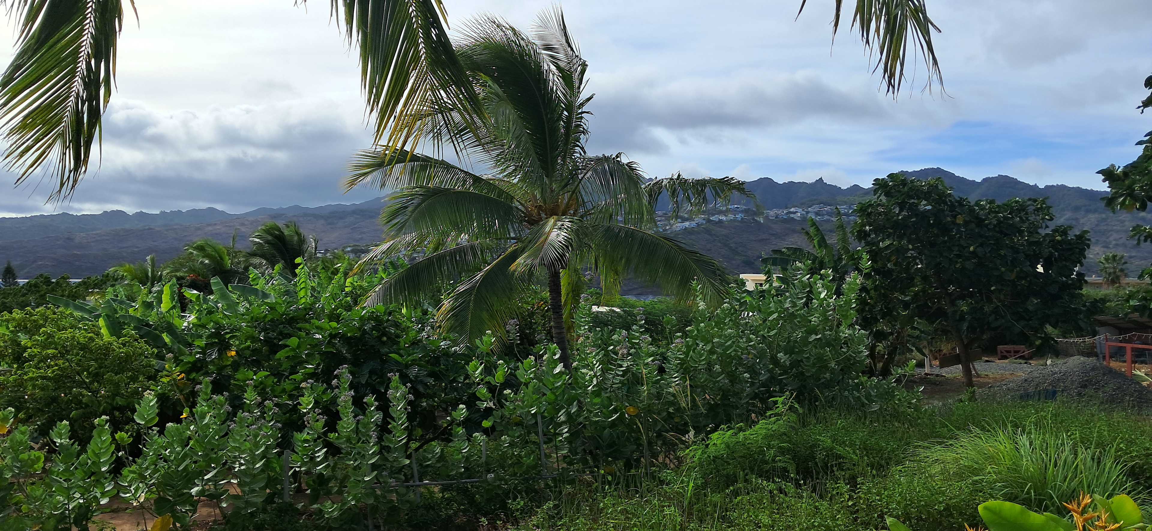 Sun Farm Hawaii @ Koko Head