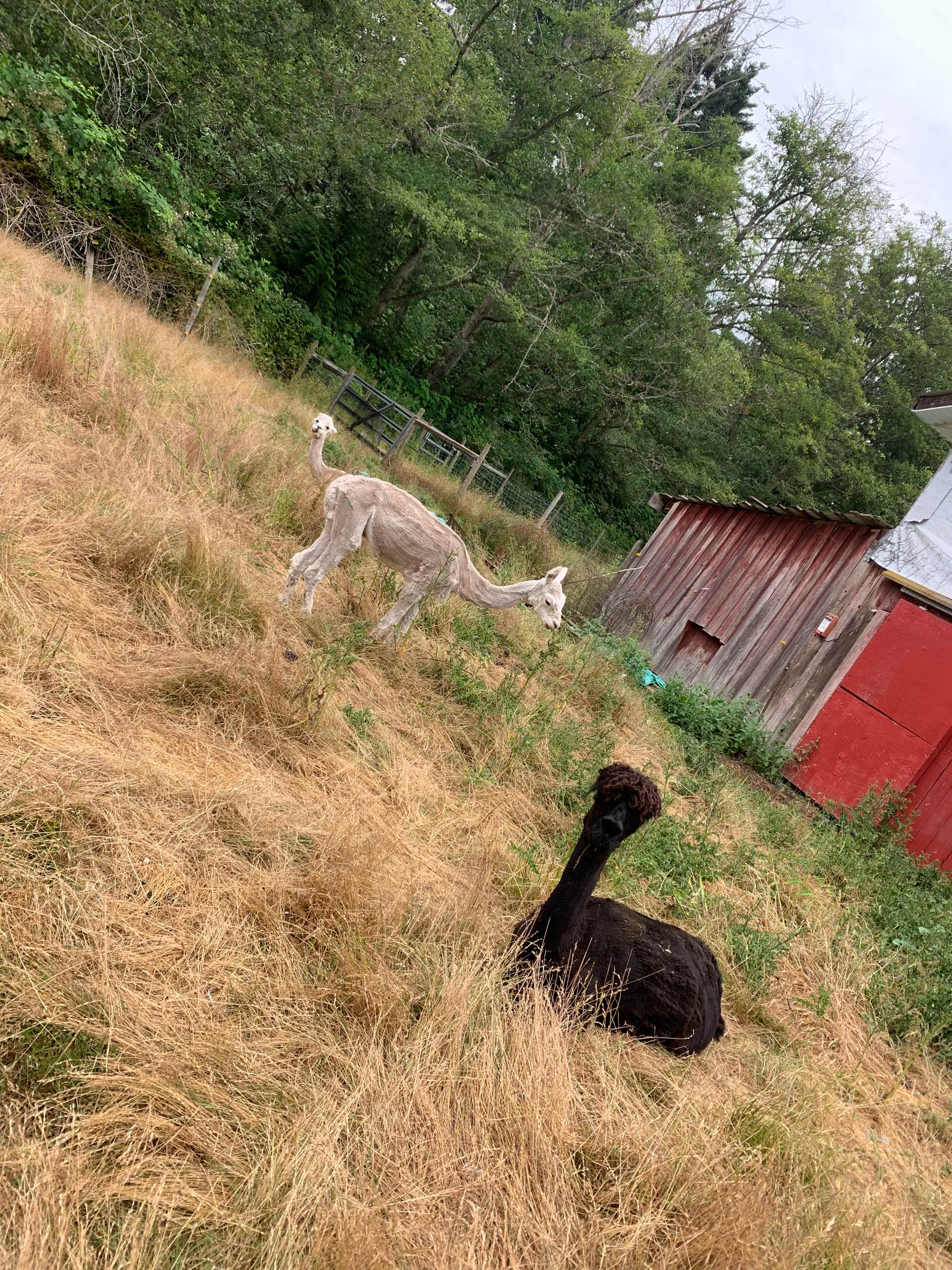 Alpaca Haven