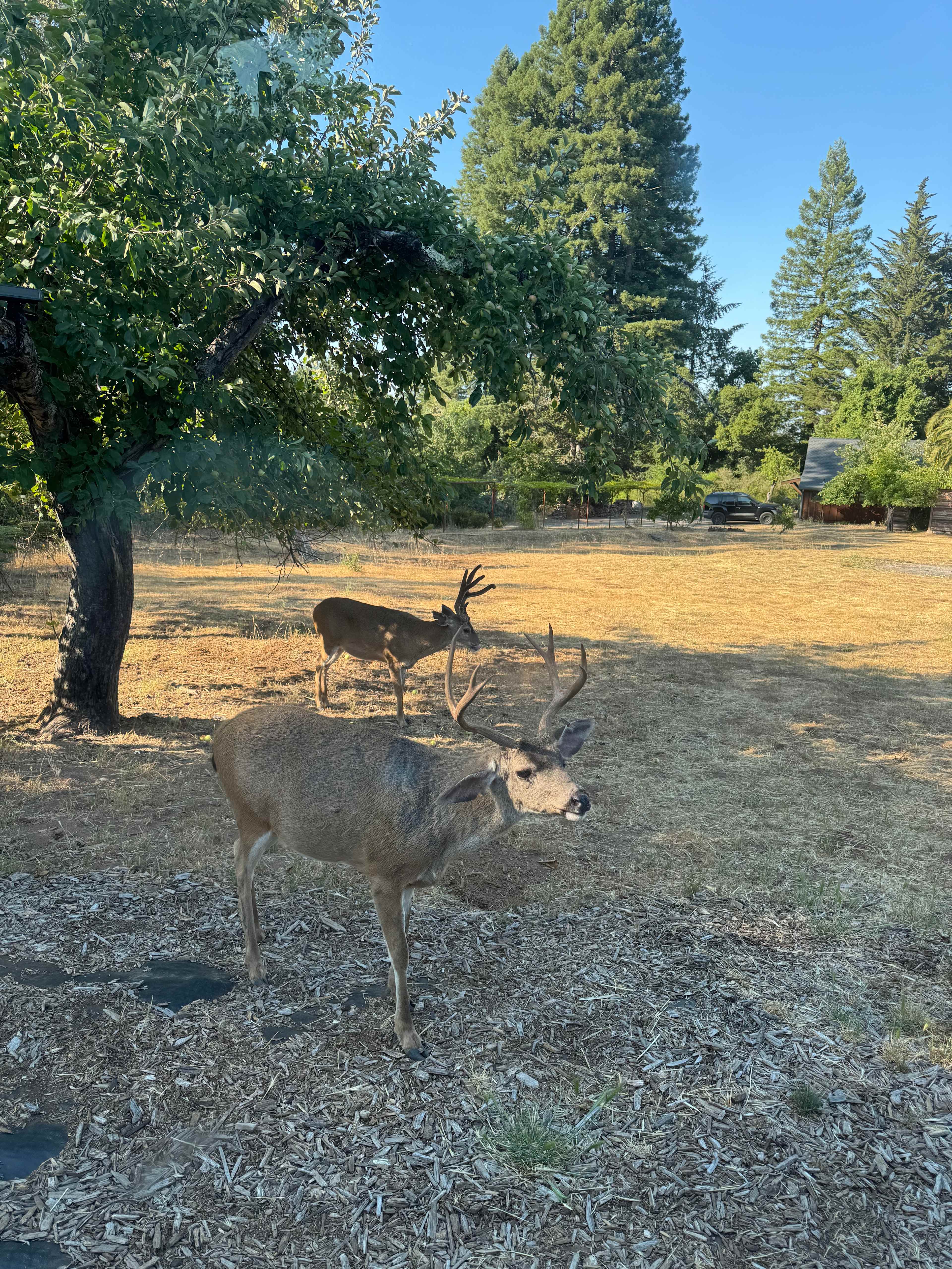 Oh, deer!