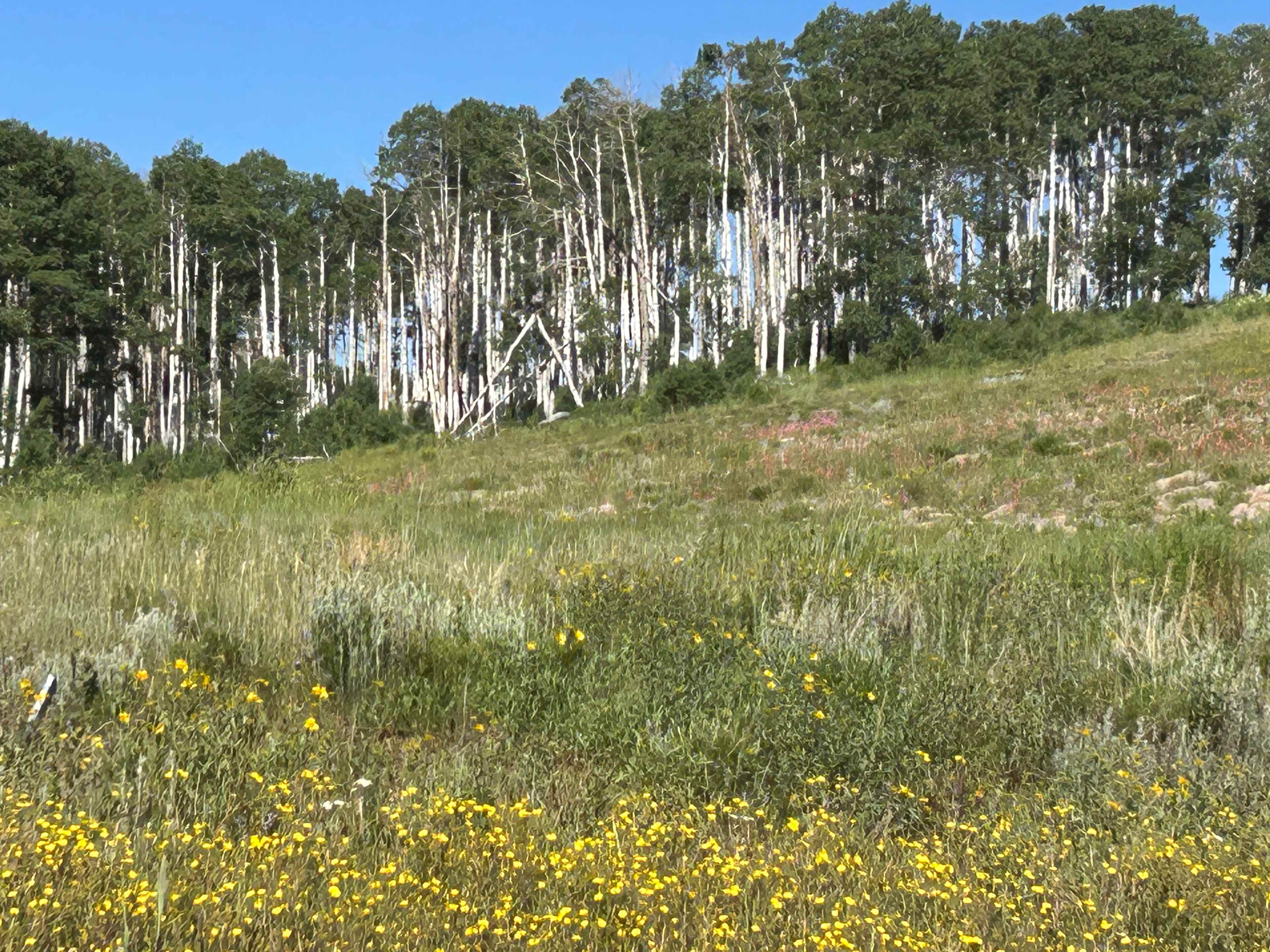 Camp Joy at Kolob Reservoir