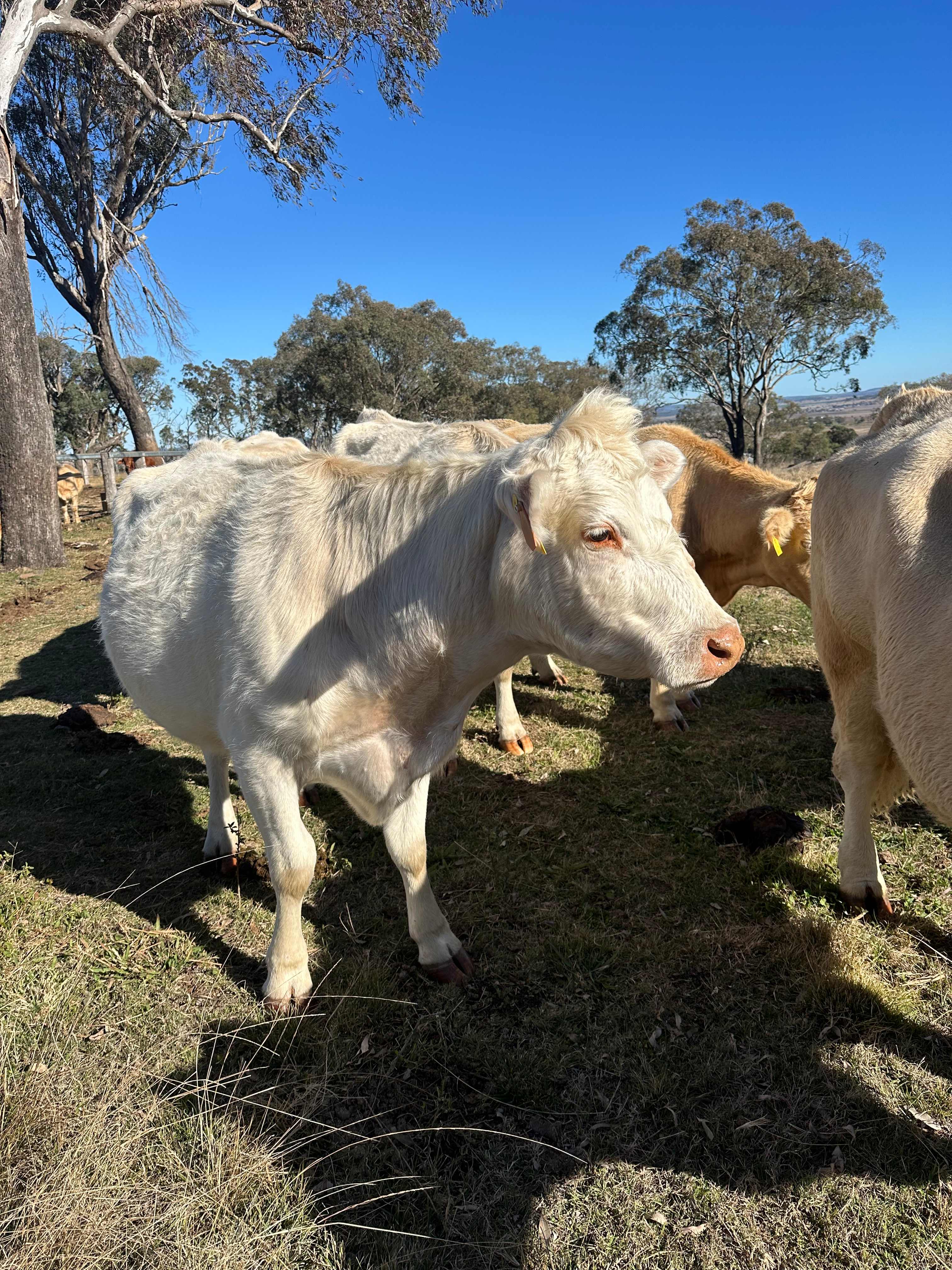 Mountview Farmstay