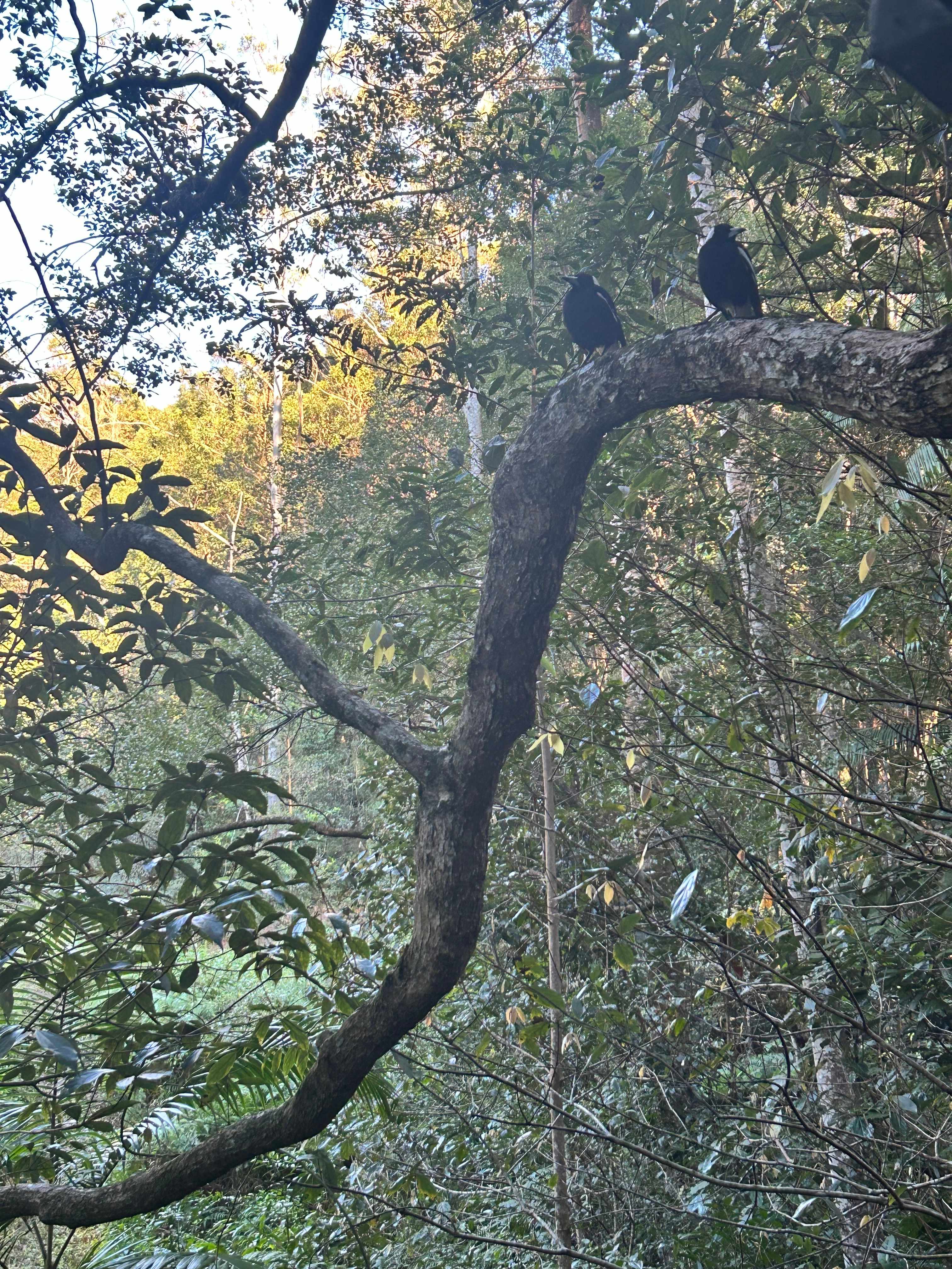 Crystal Creek Rainforest Treehouse