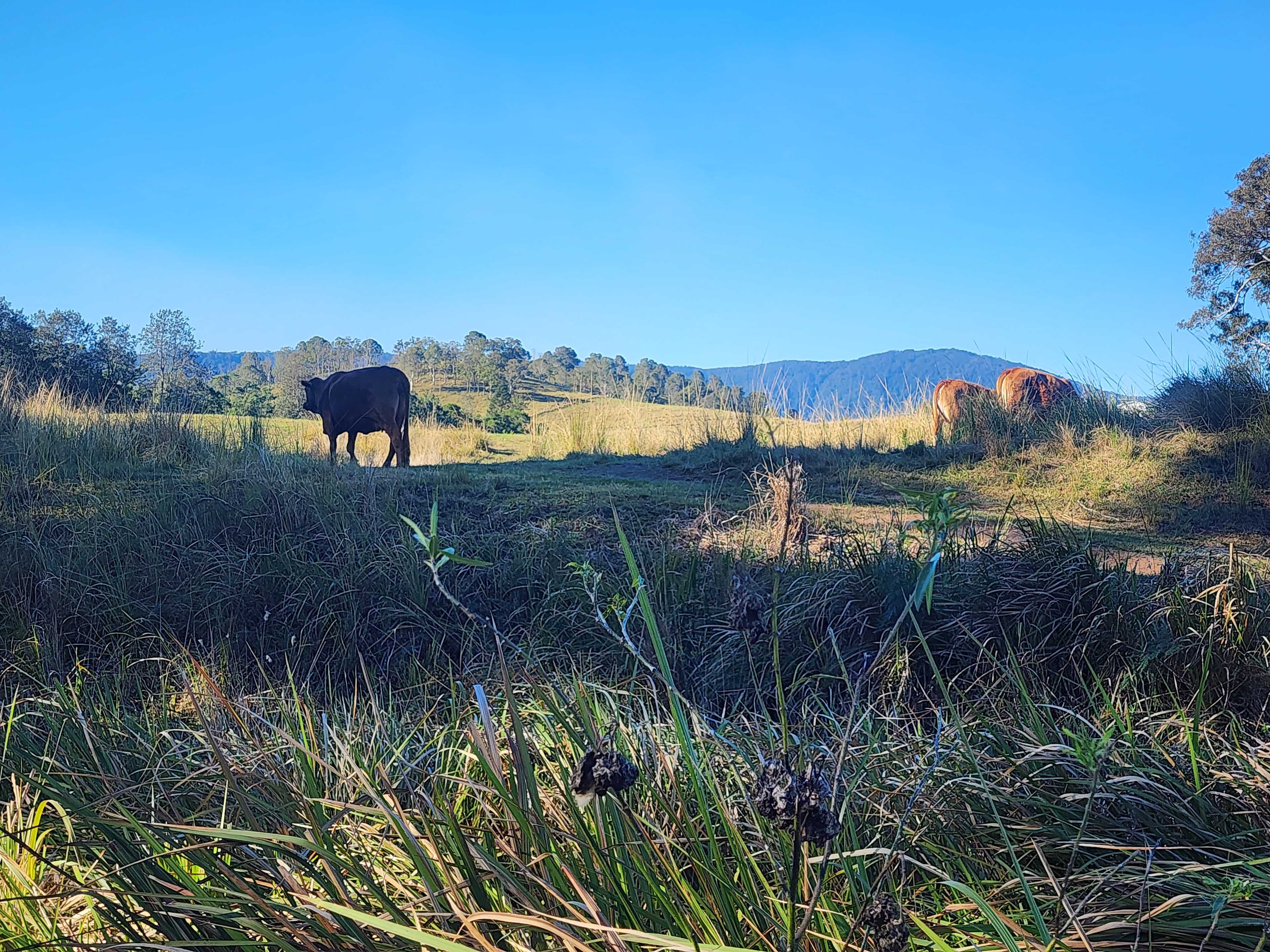 100 Acre Estate