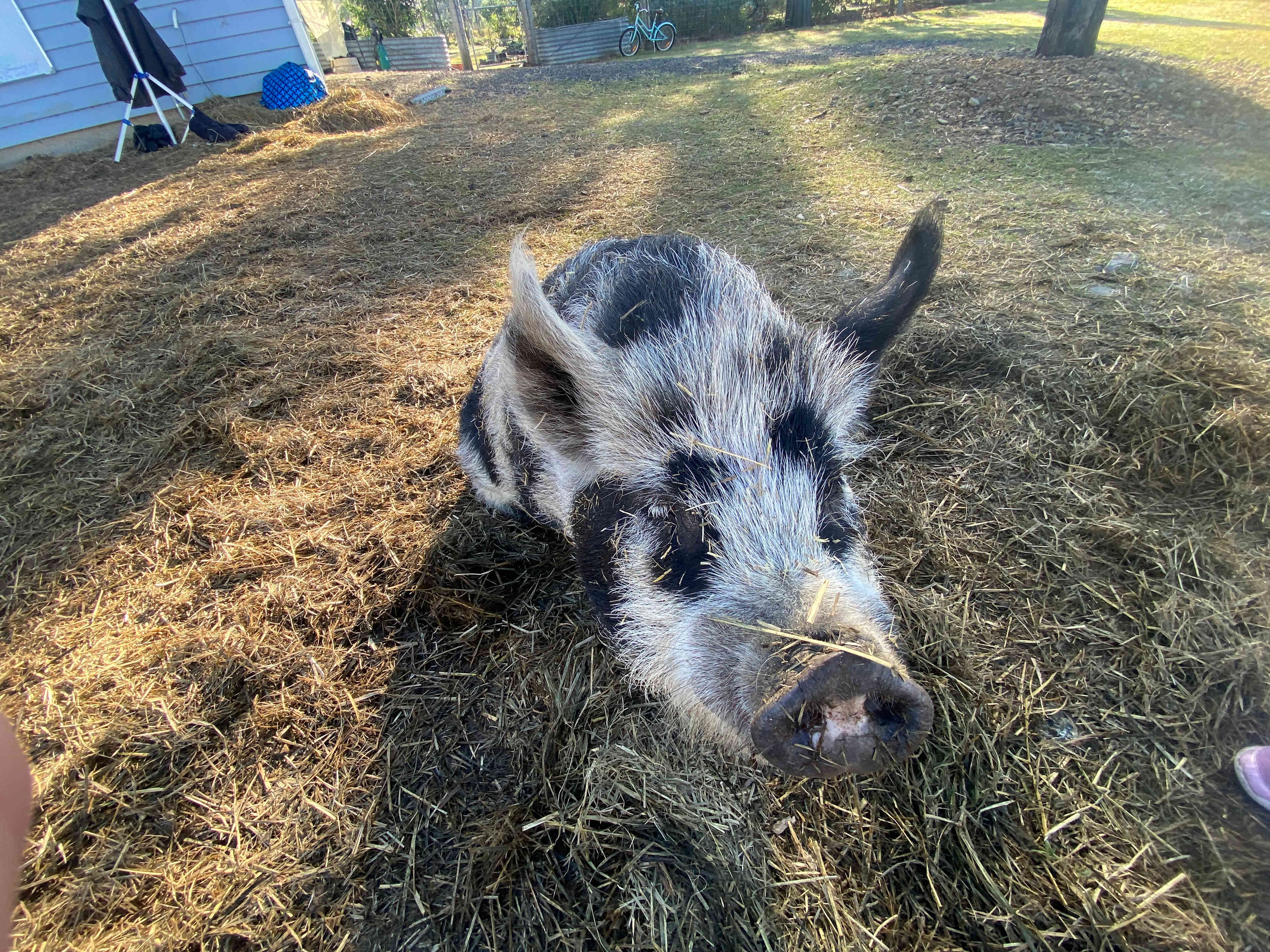 Coominya Hobby Farm