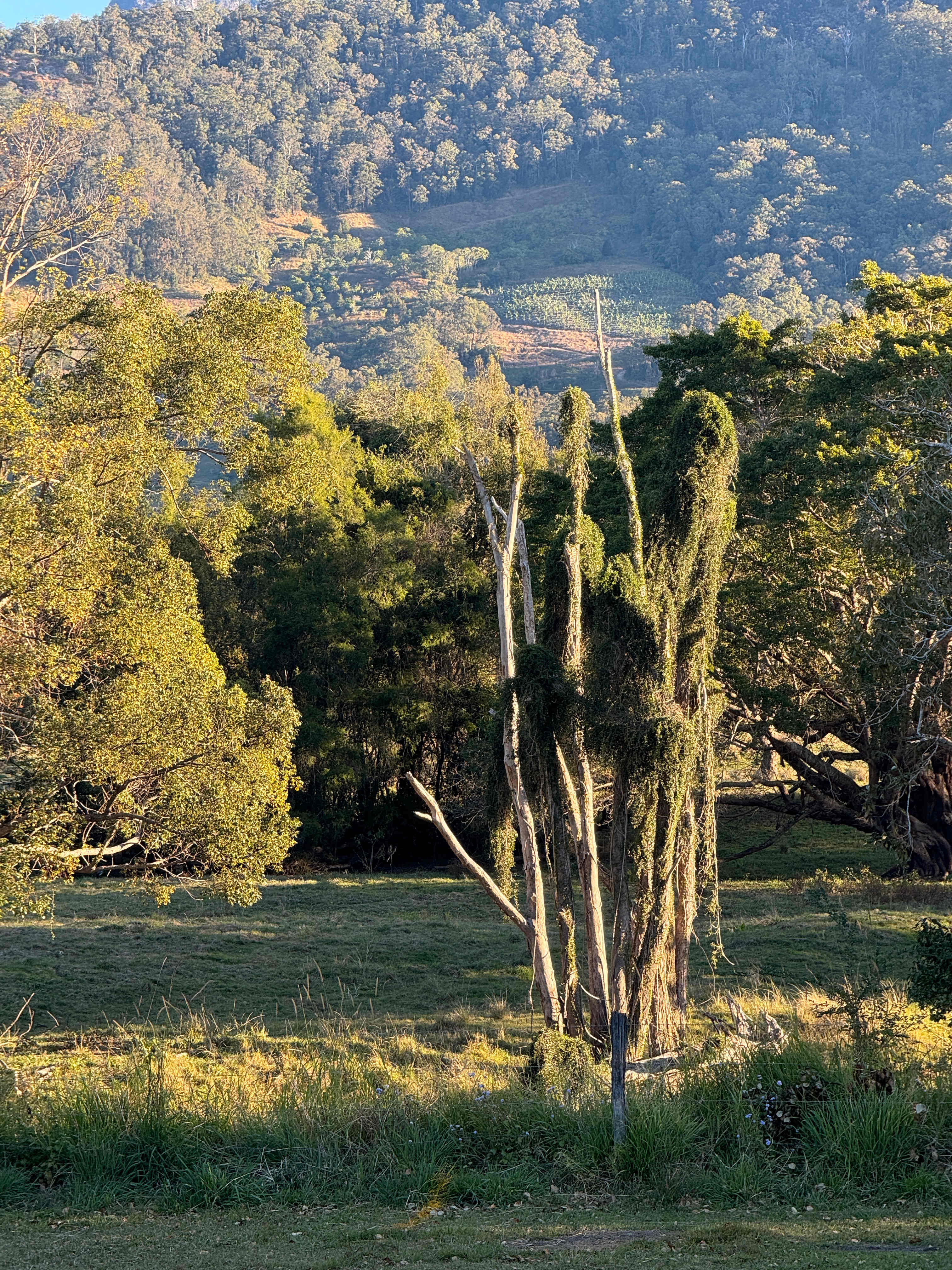 Oxley View