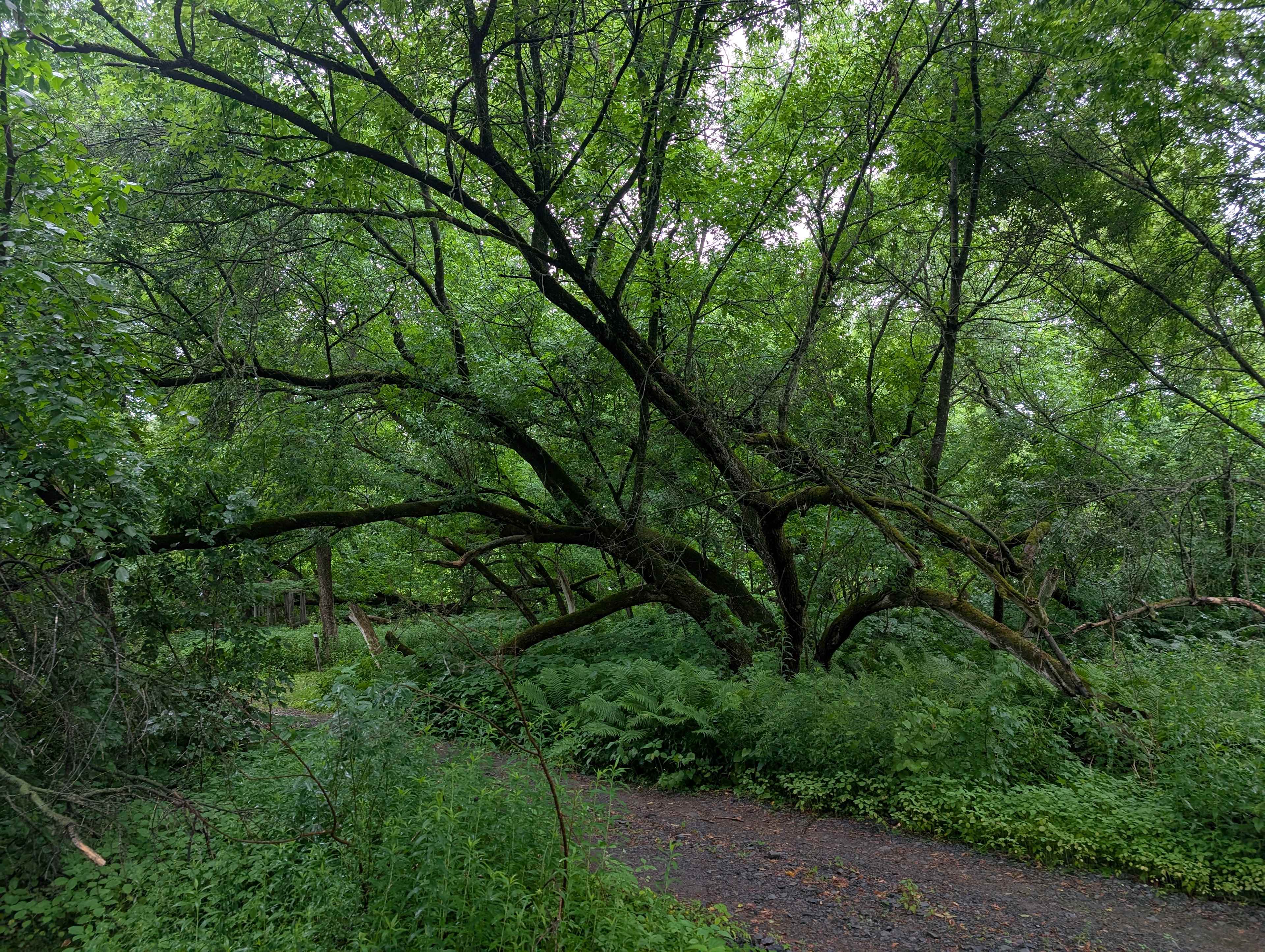 Unique trees