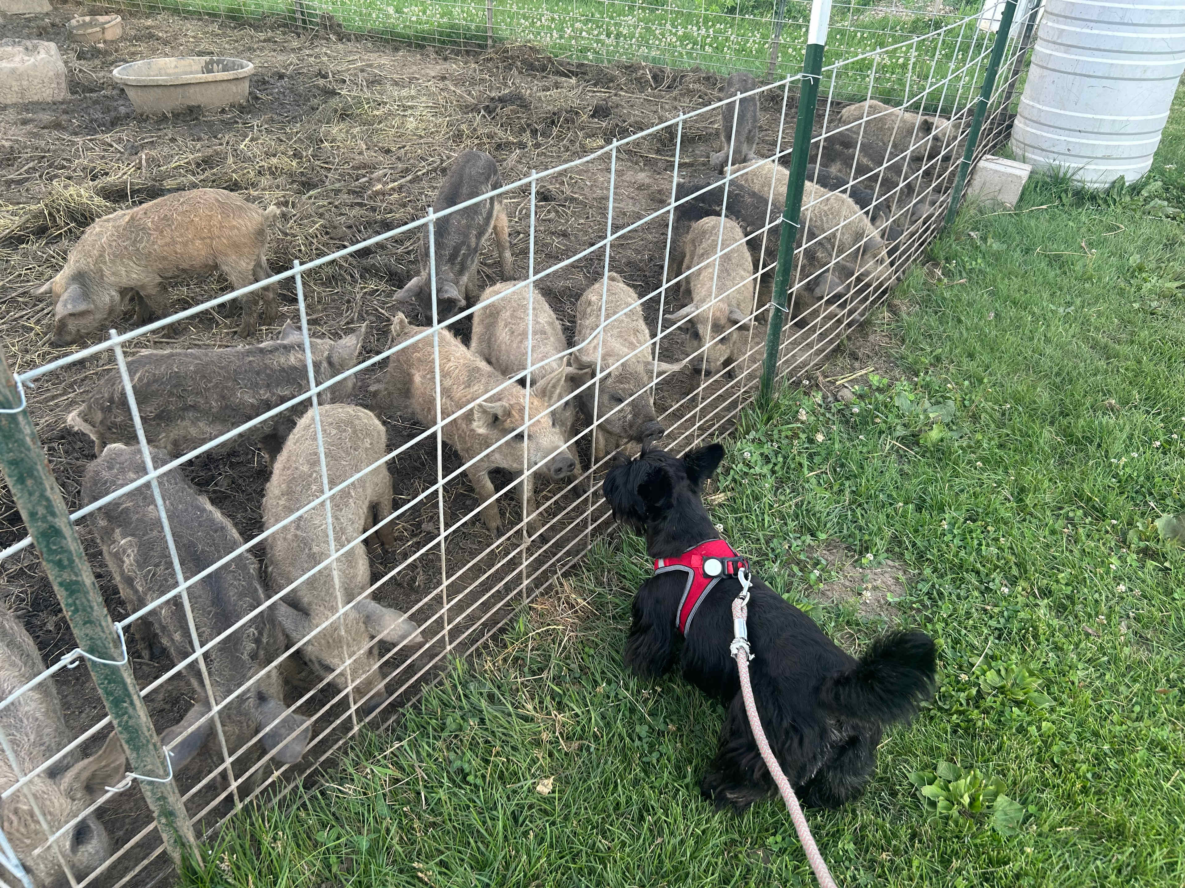 Ash and the piglets!