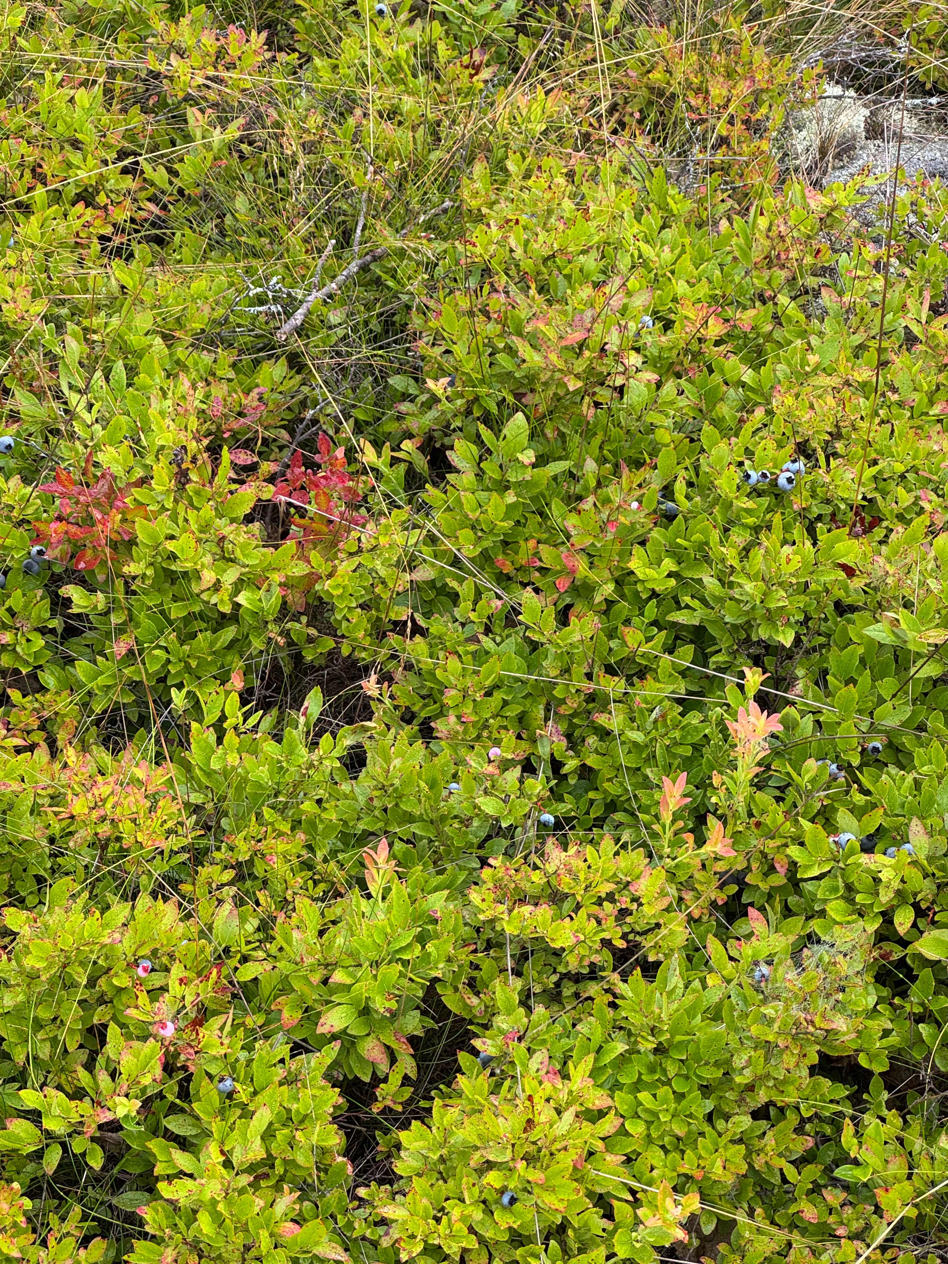 Hussey Mountain Tree Farm
