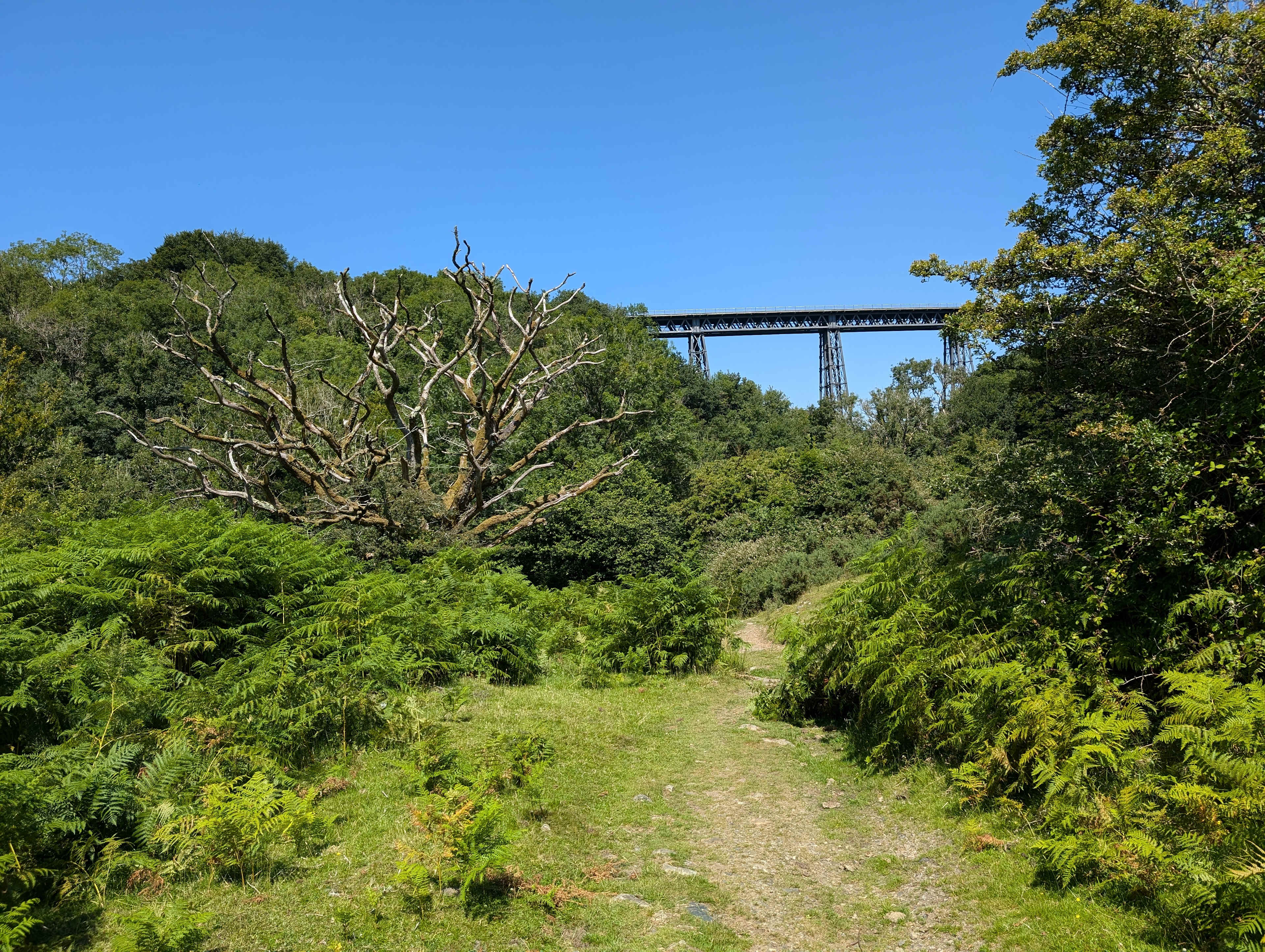 Meldon Lake and Woods Wild Camping