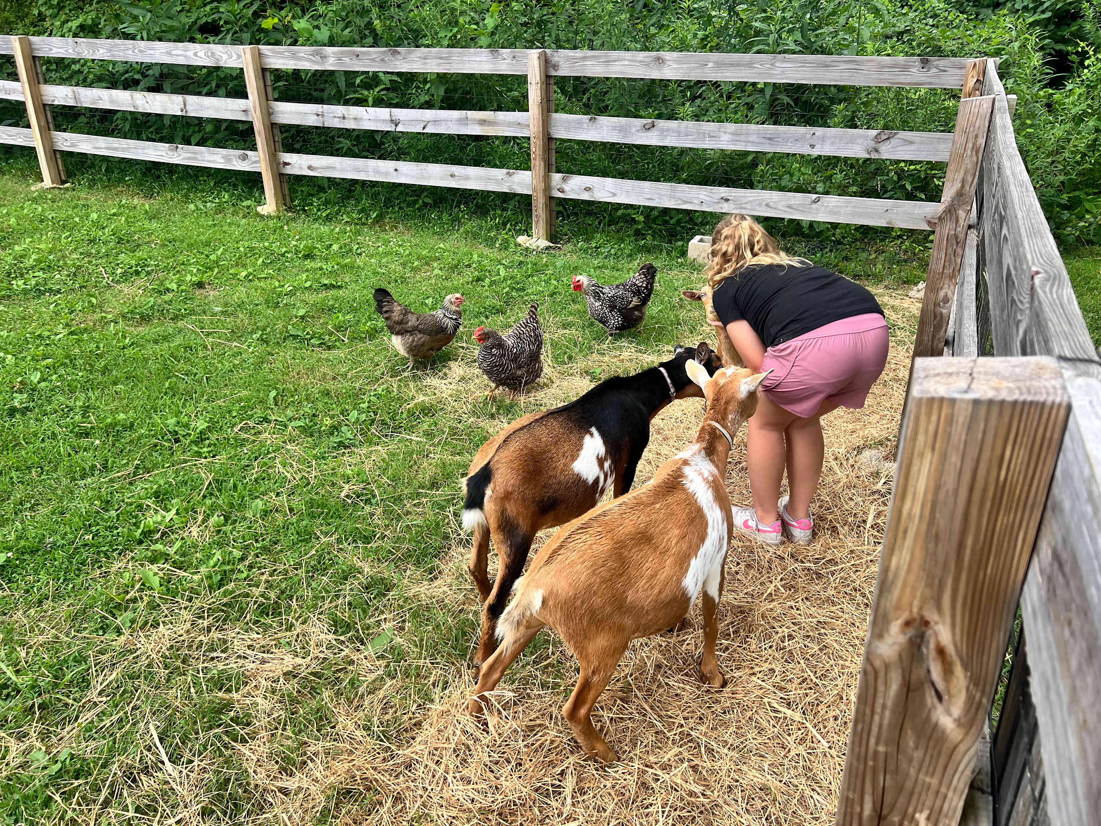 Very sweet goats