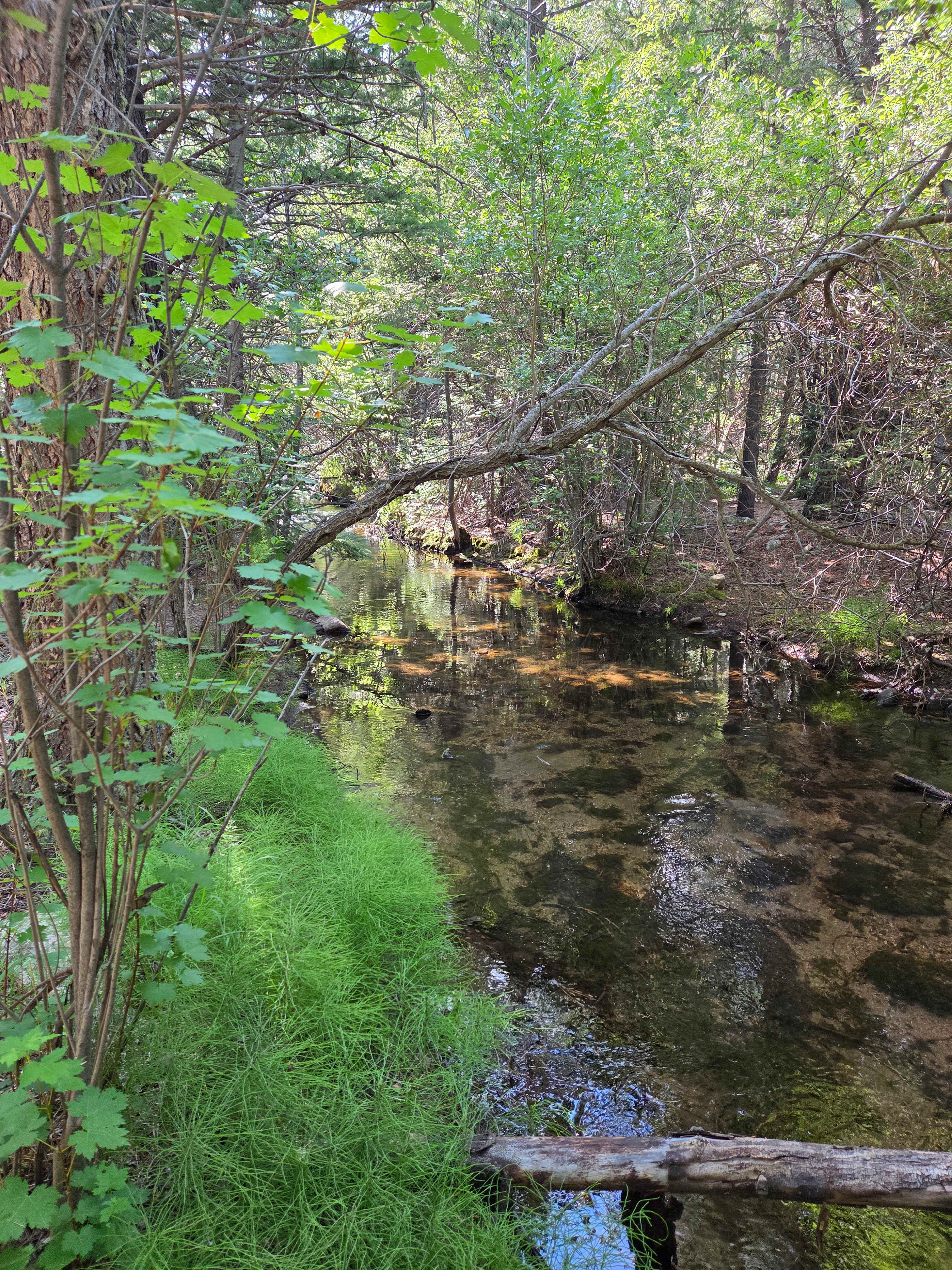 Beautiful creek running through the property. 