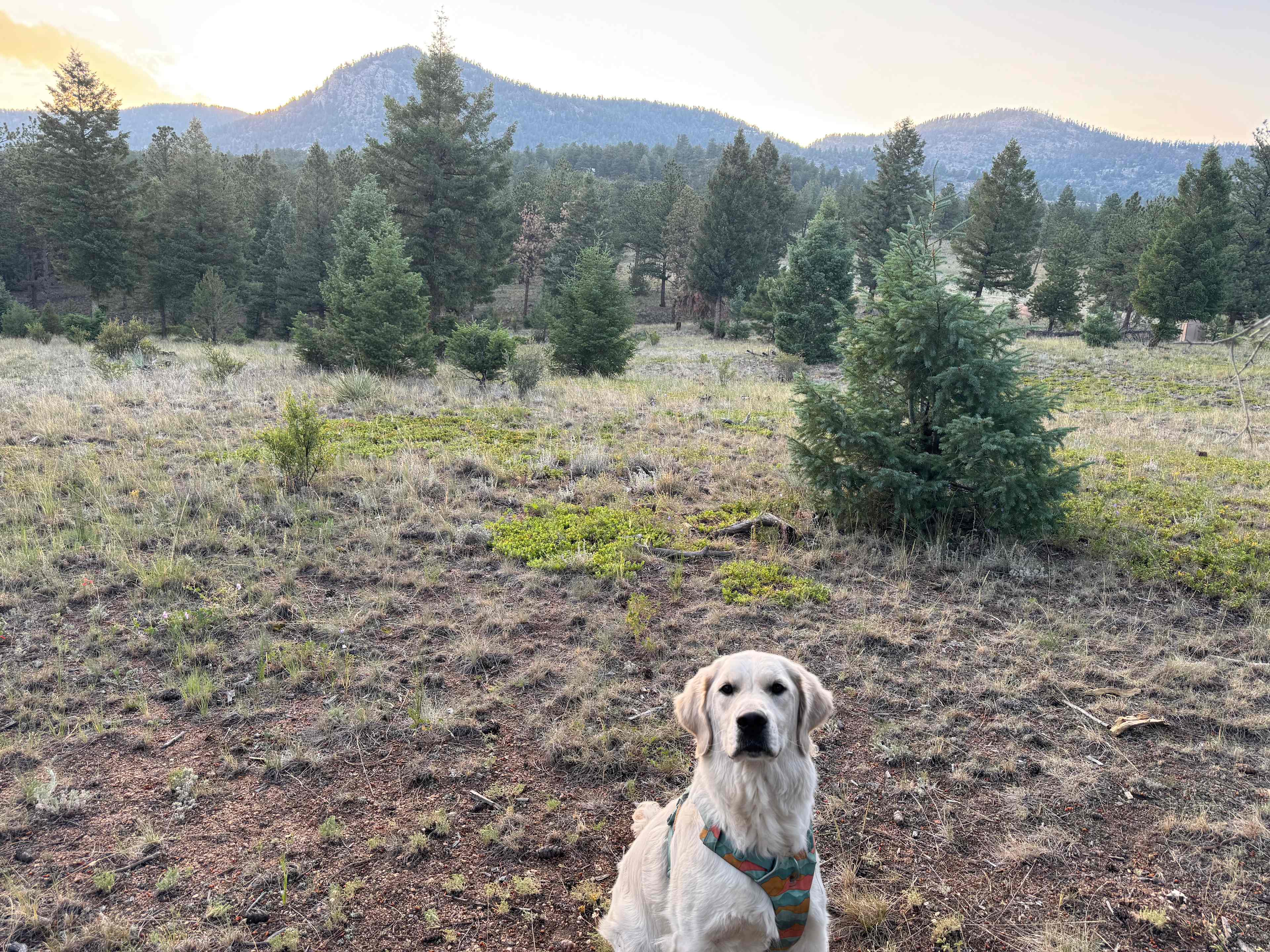 Serenity in the Foothills