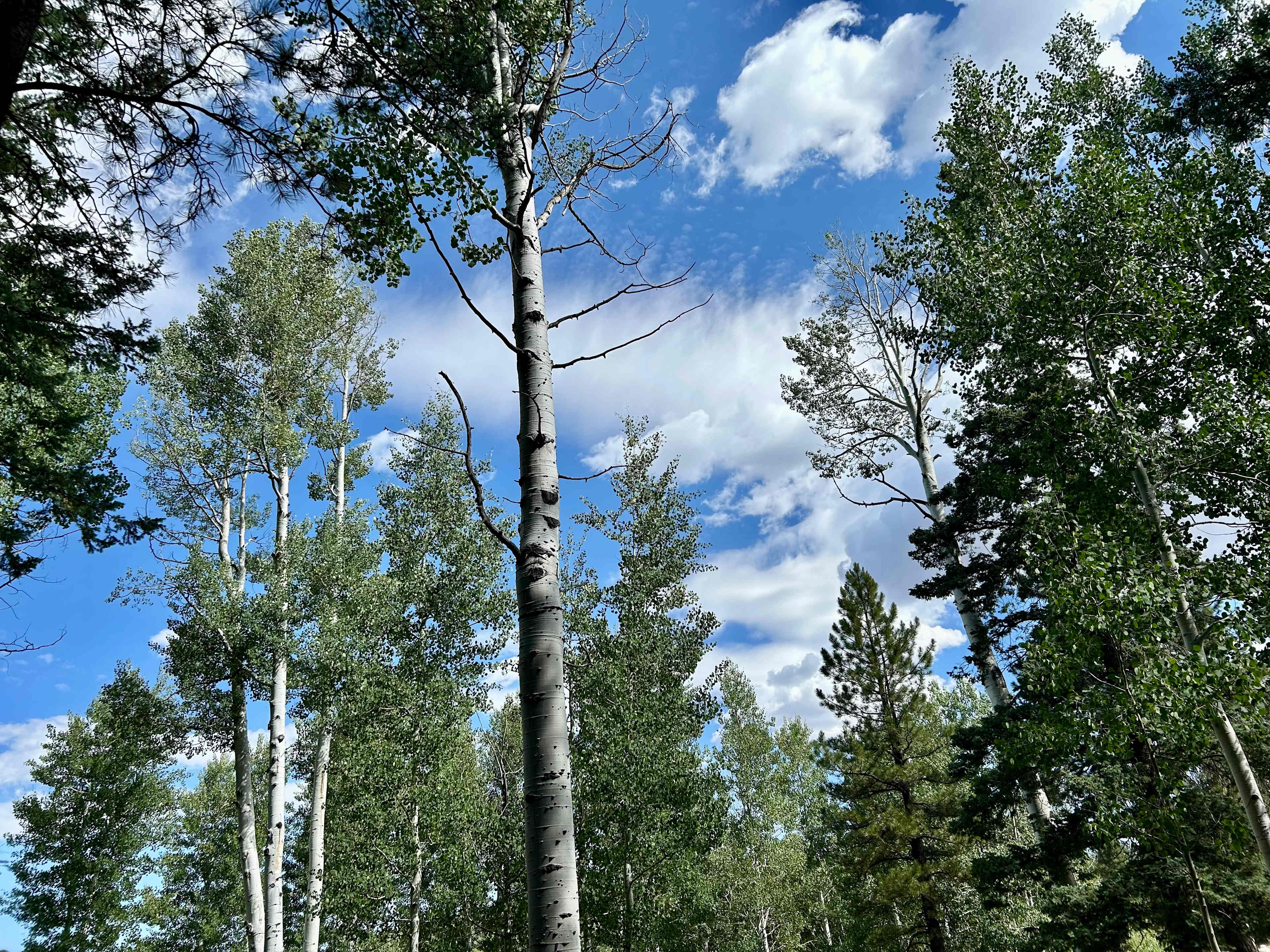 Glamper Cabin in the Aspens & Pines