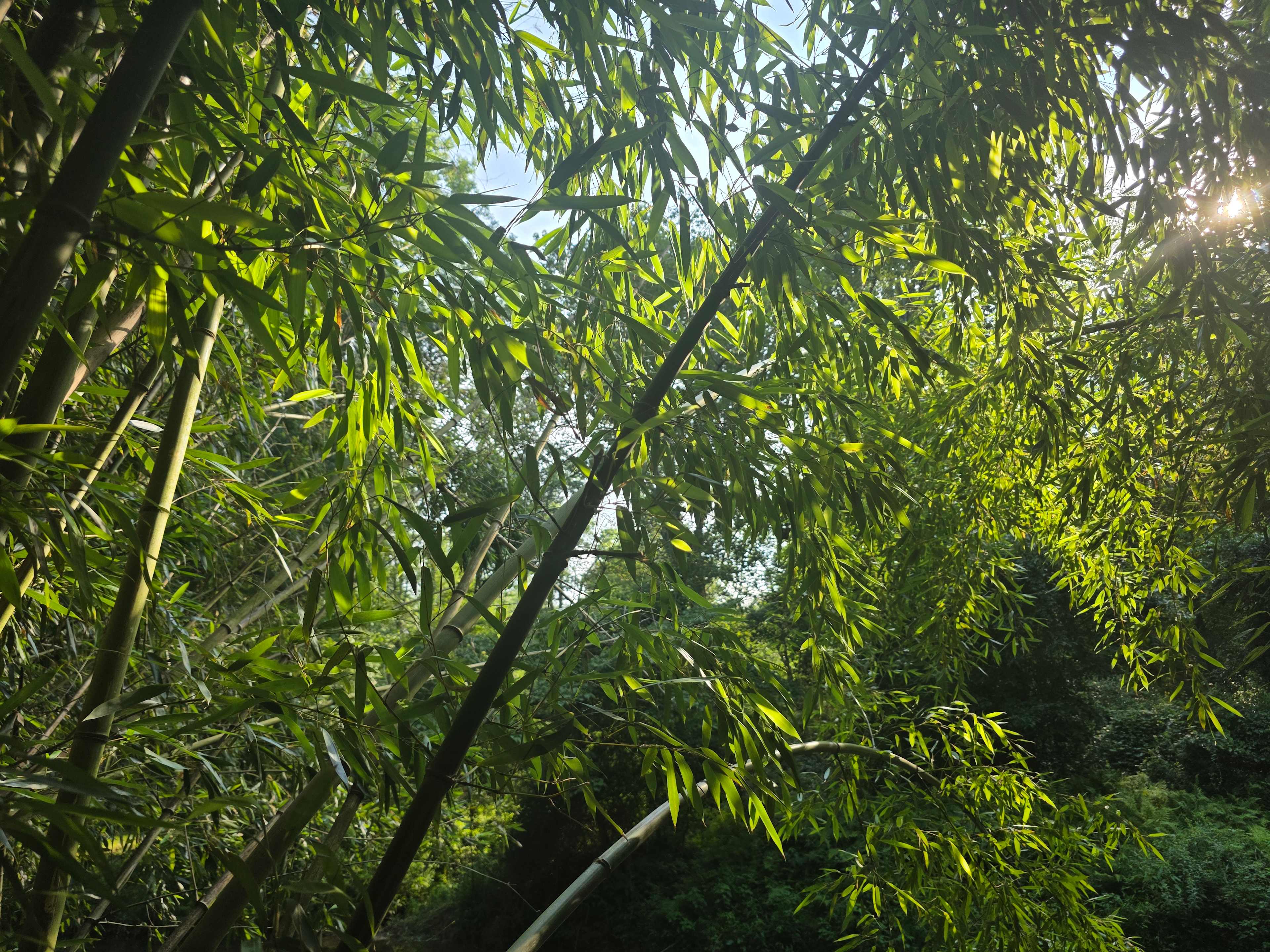 Creekside Orchard