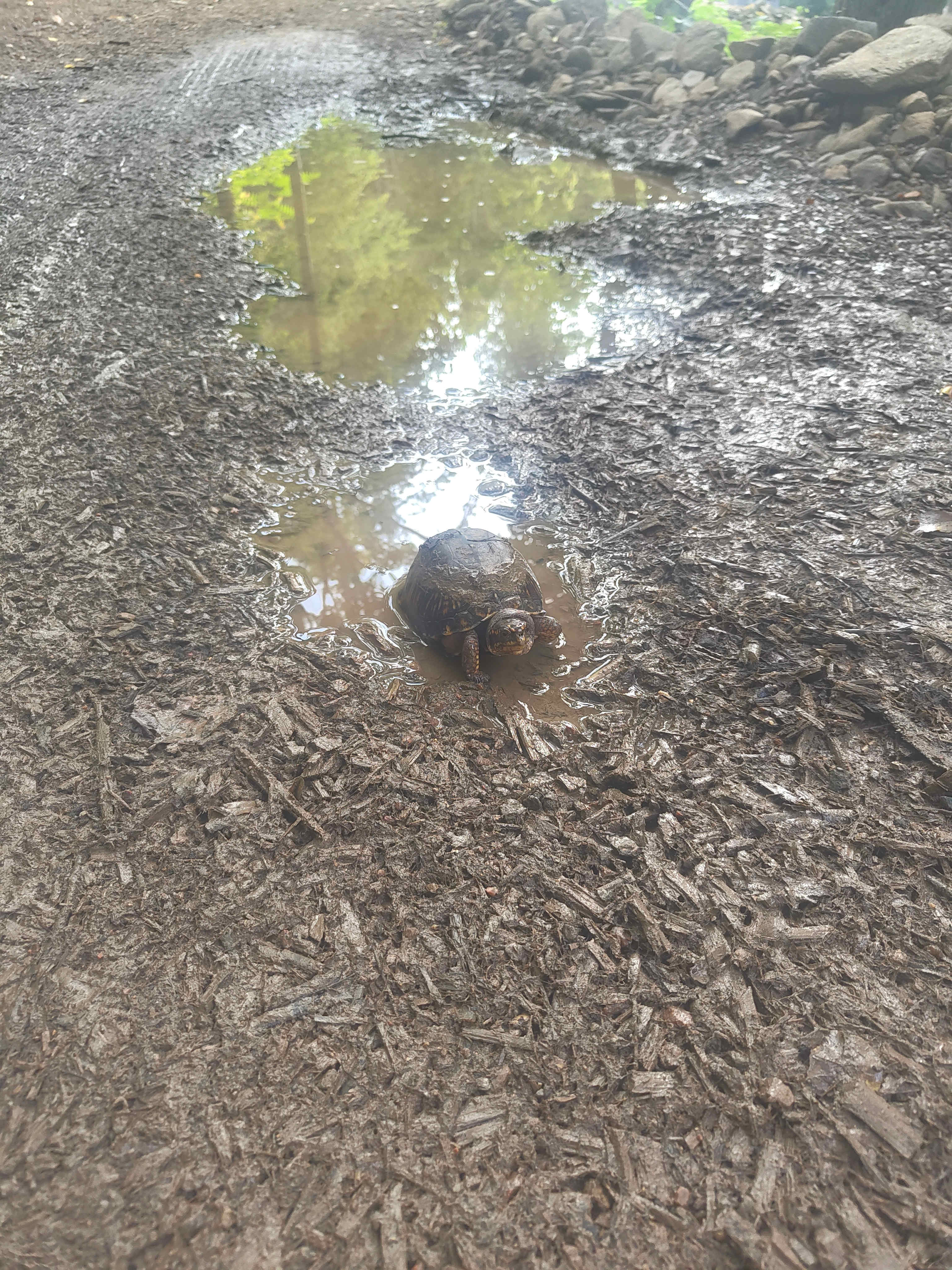 camp turtle that live in the mud puddle in front of the community fire pit