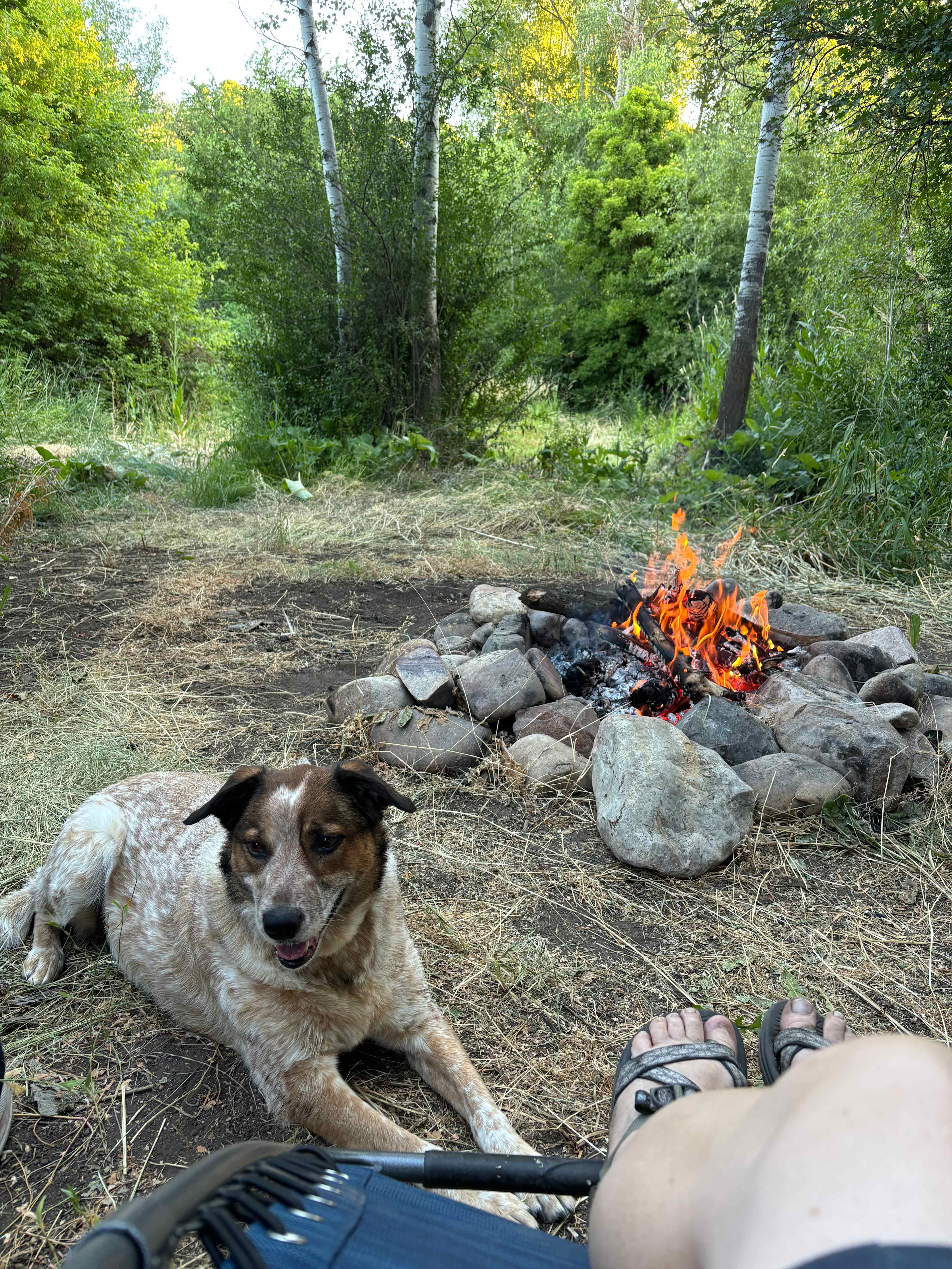 Camping with the doggy