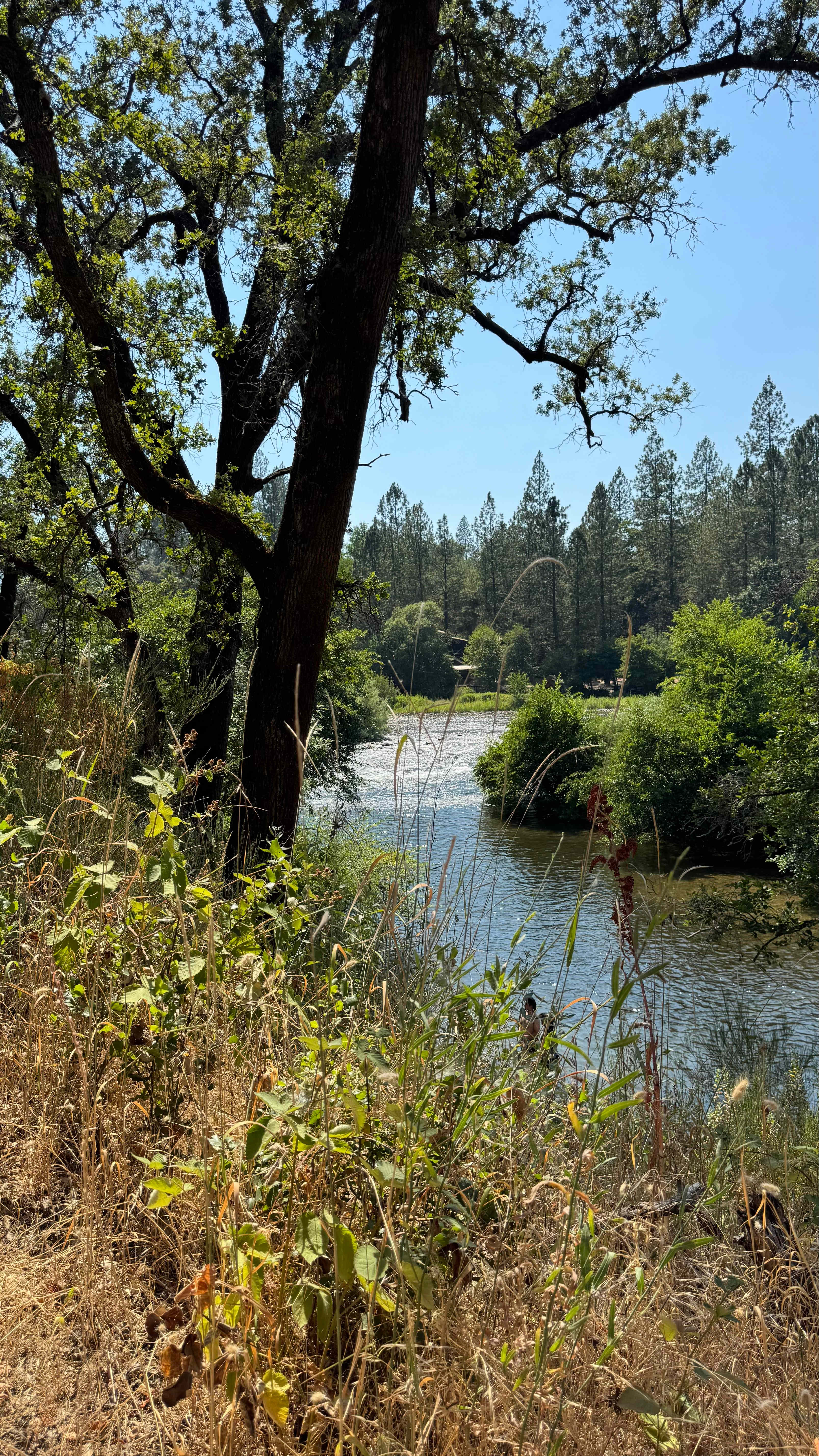 The Black Oak Forest