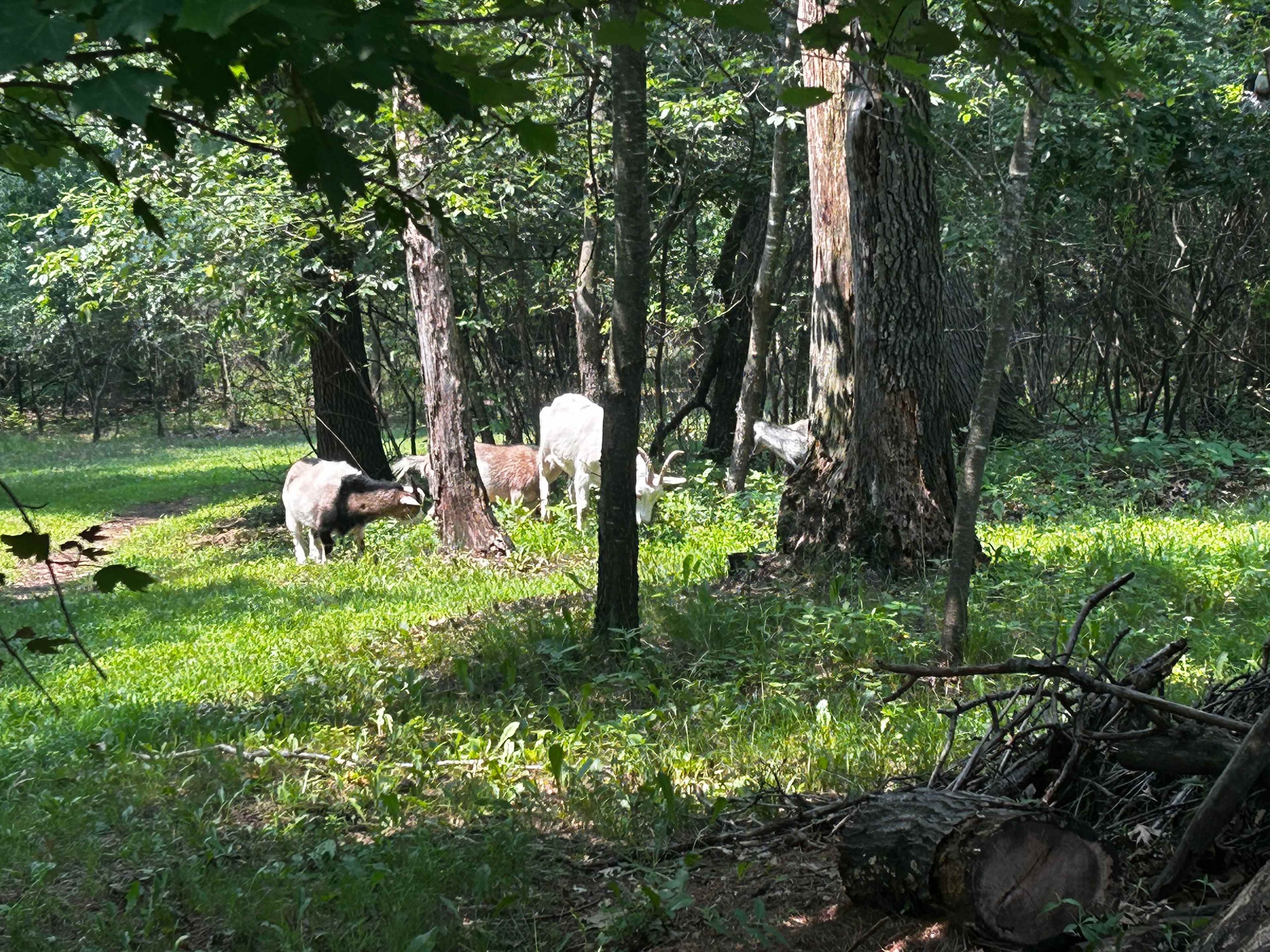 The goats! They stayed mostly penned up during our stay except when our lovely hosts let them out to wander under supervision, which was great for us to get to interact with them :)
