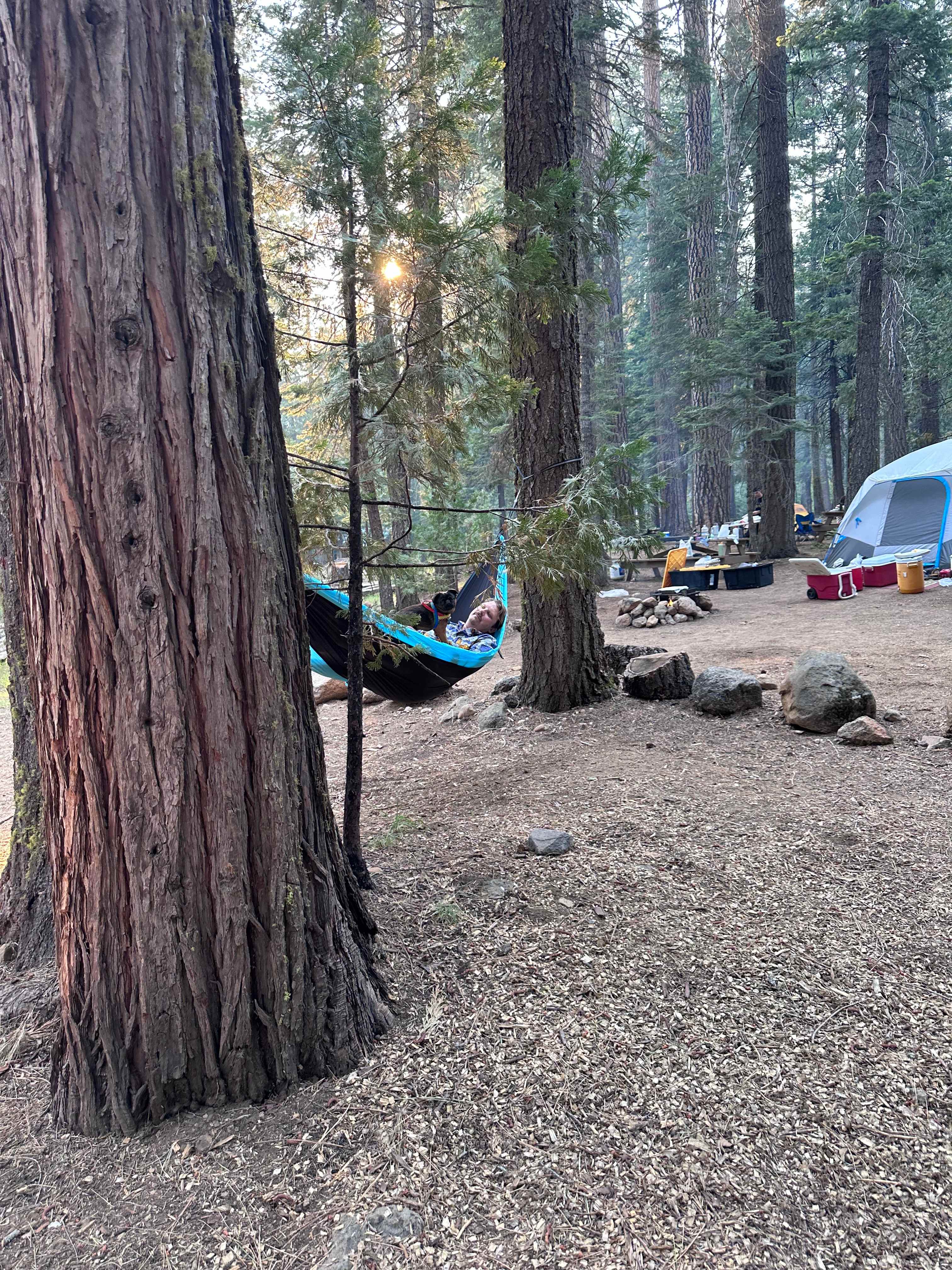 Two trees perfect for hammock!