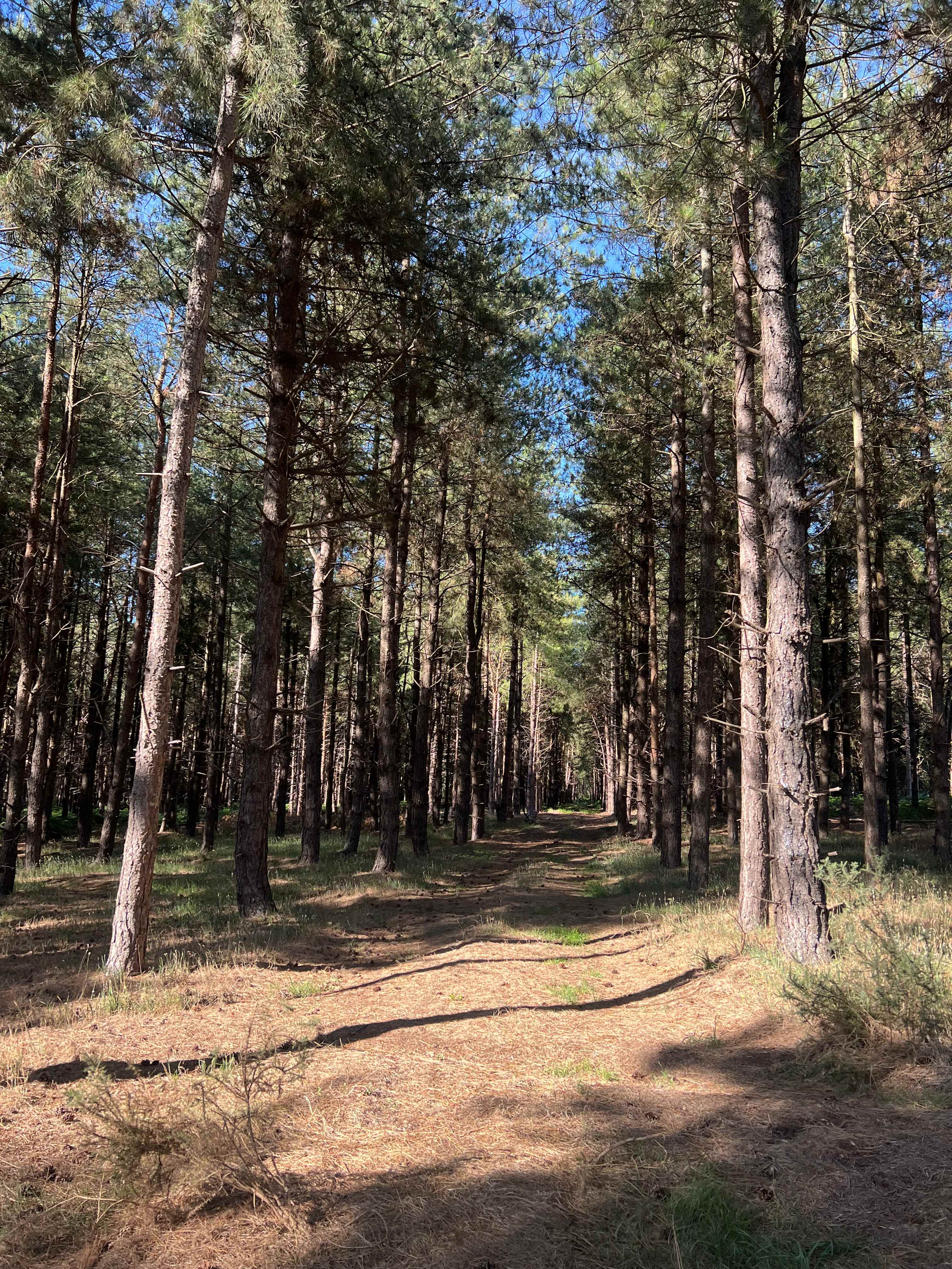 Holistic Woods Wild Campsite