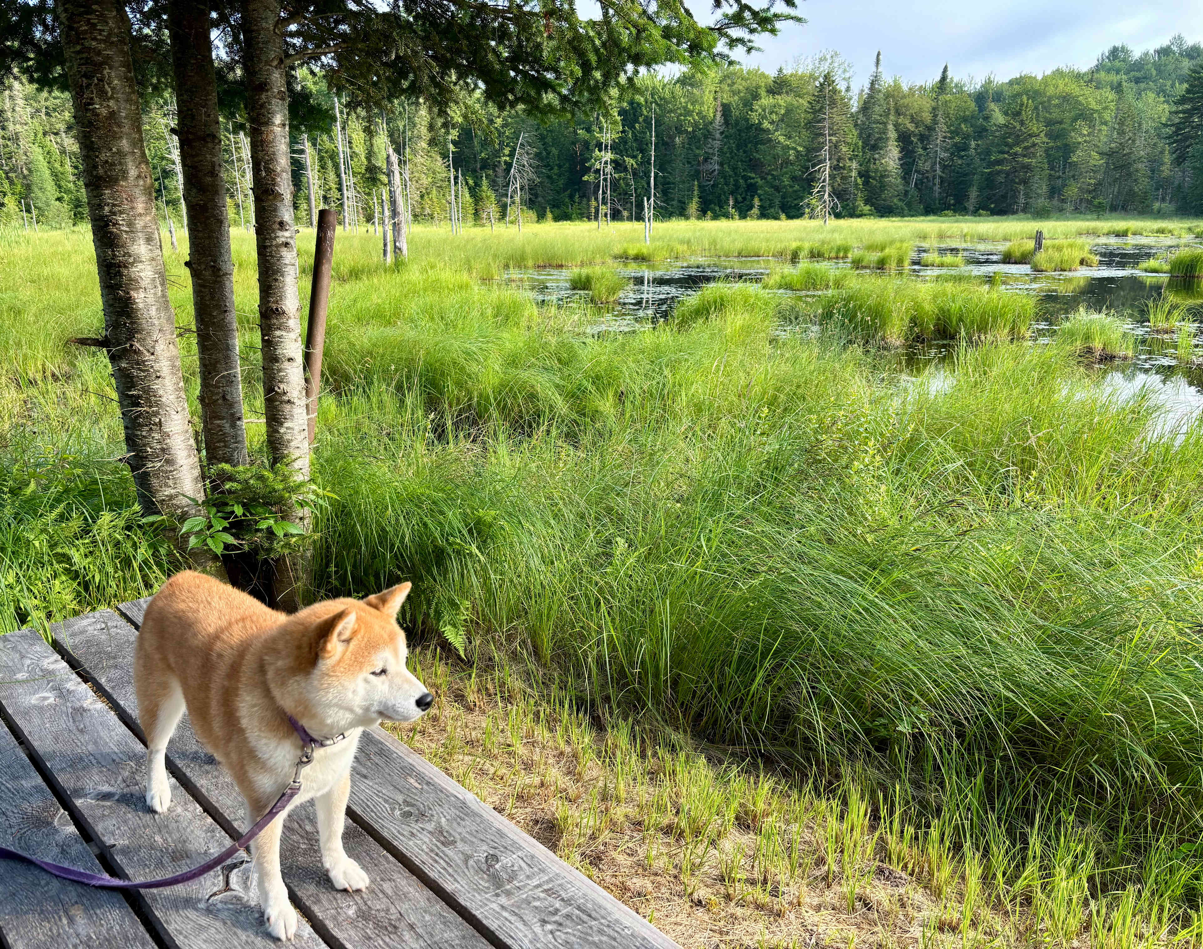 Keiko on the deck while I have my morning coffee