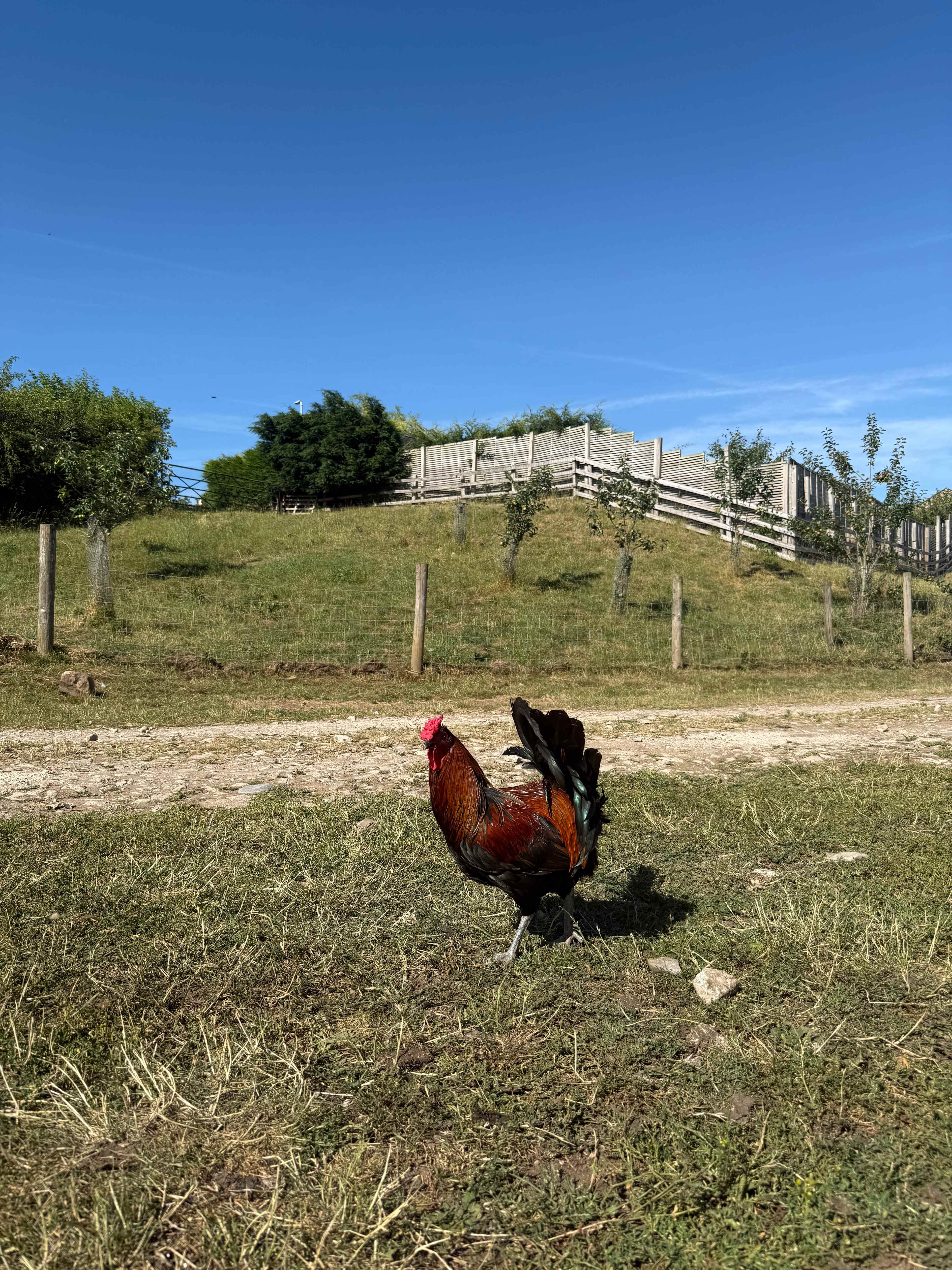 Roosters!