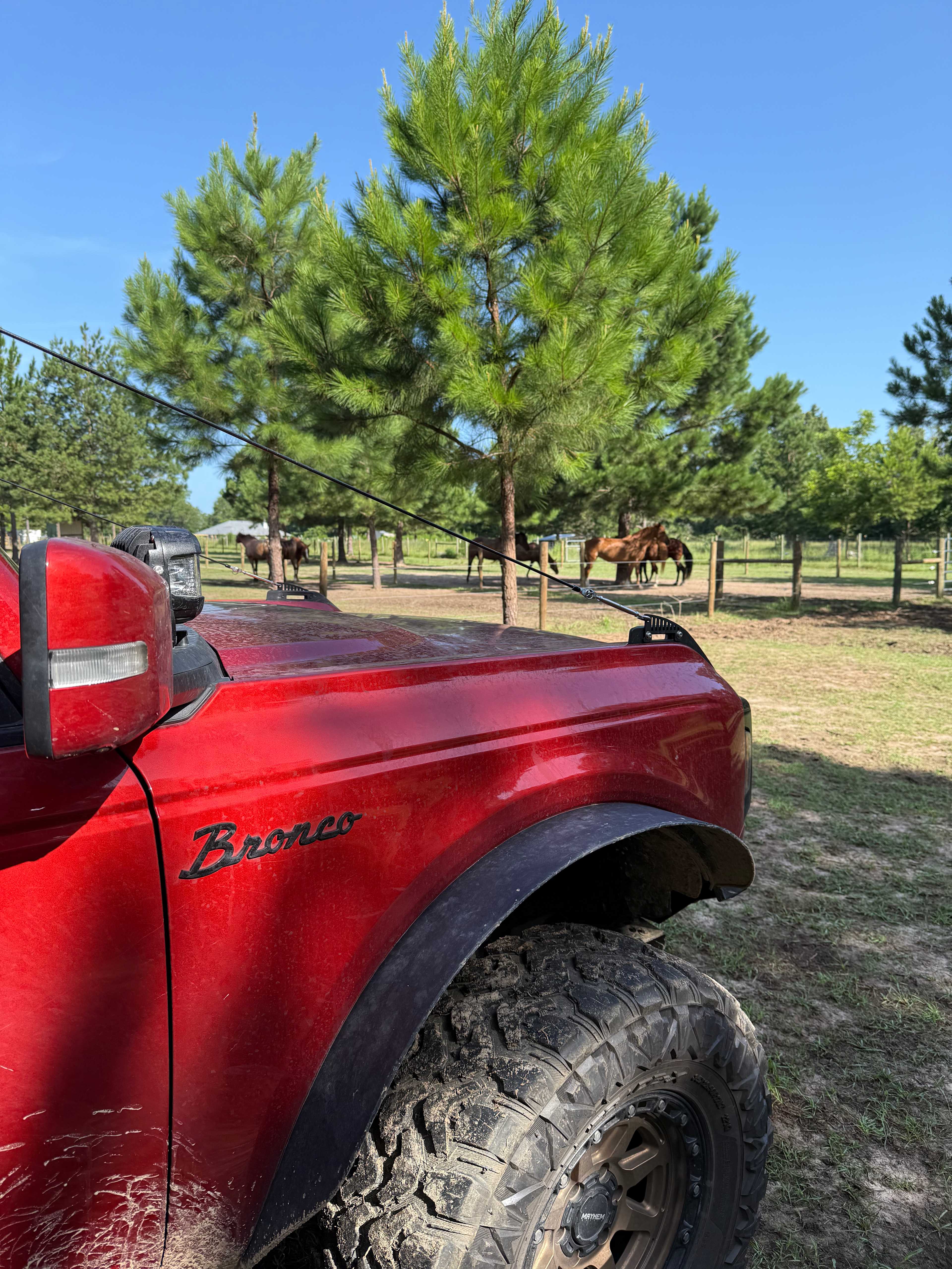 Life Horse At Grand Review Farm