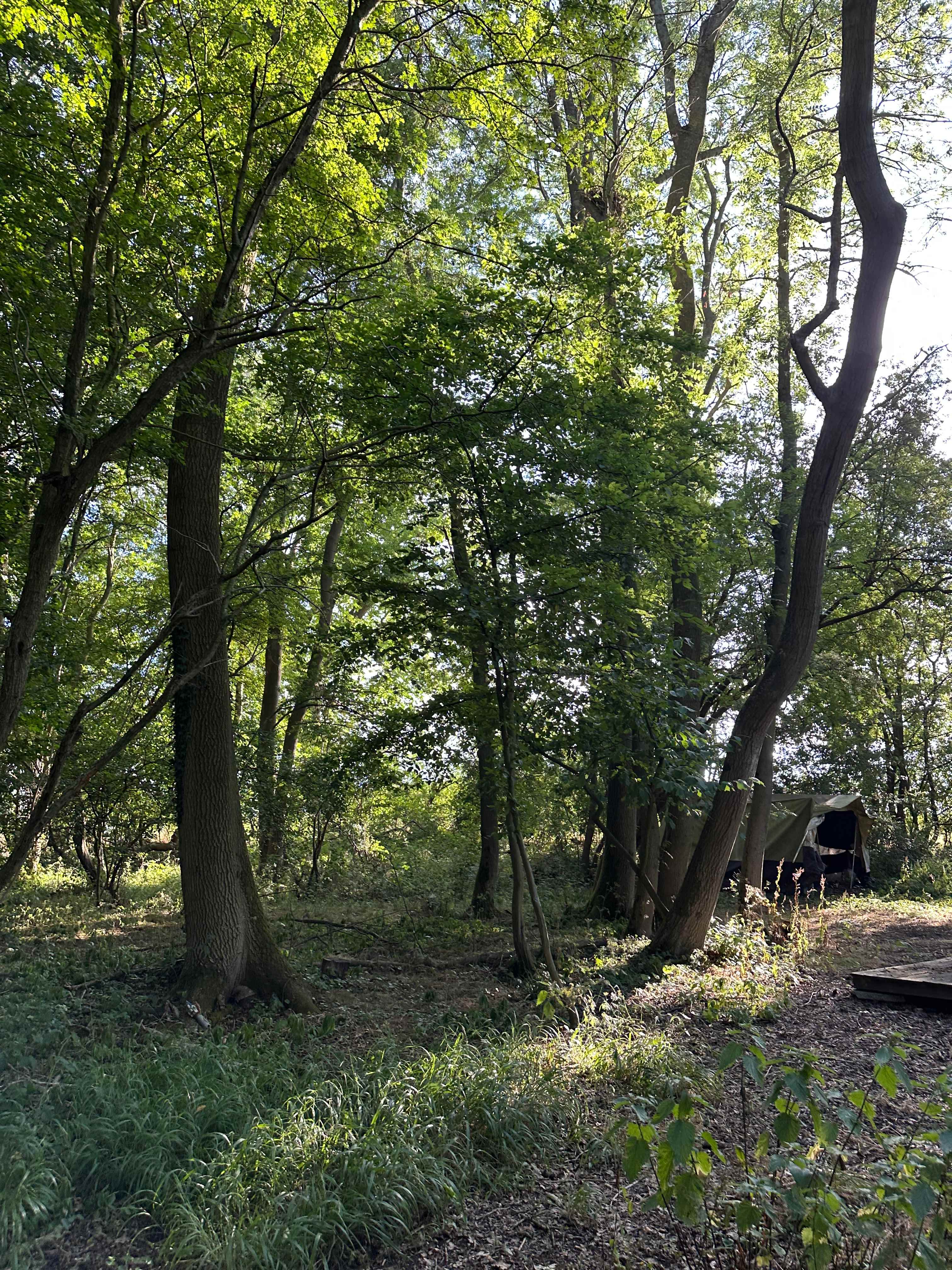Secluded Woodland Camp