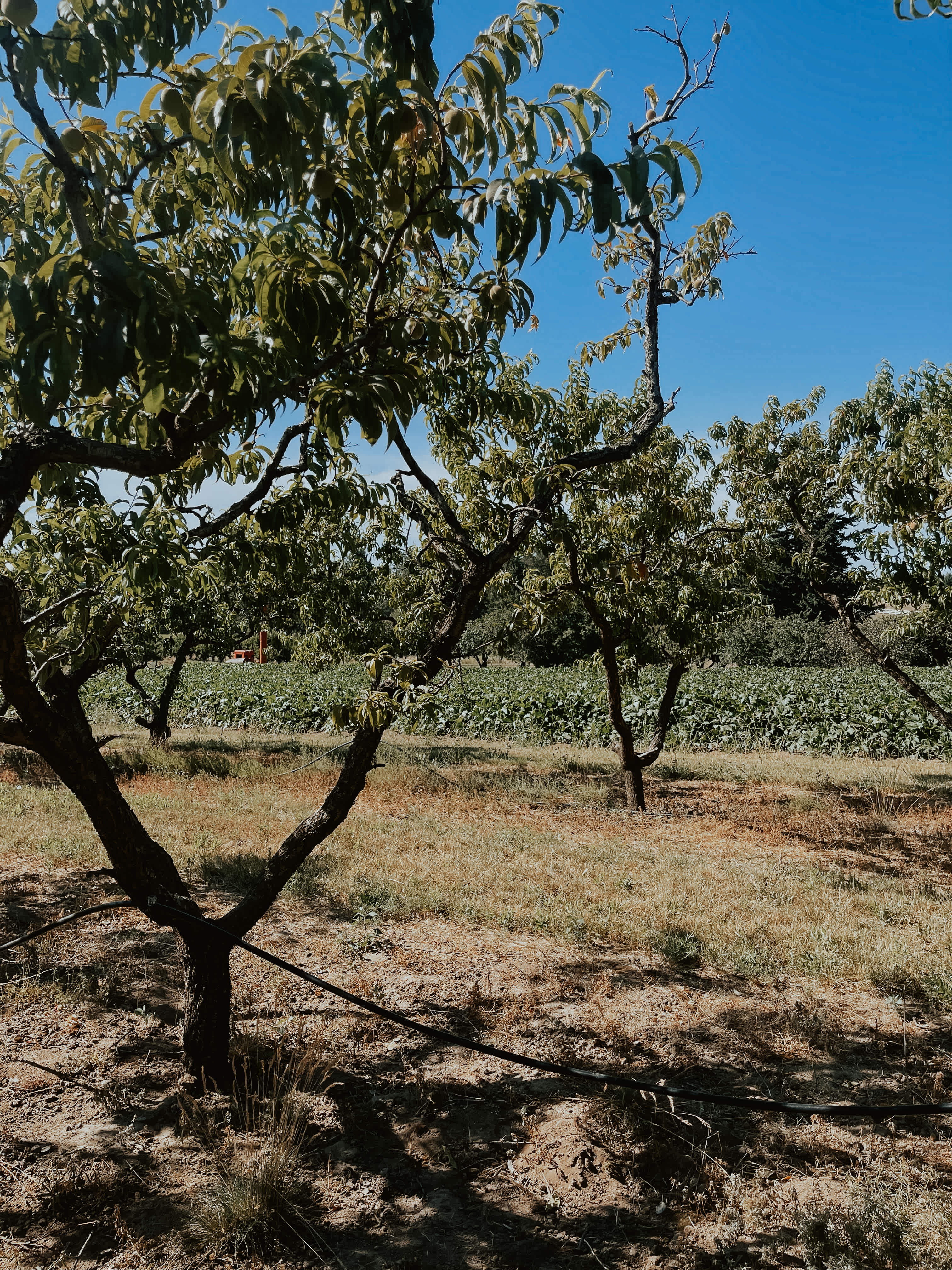 Hidden Acres Orchards
