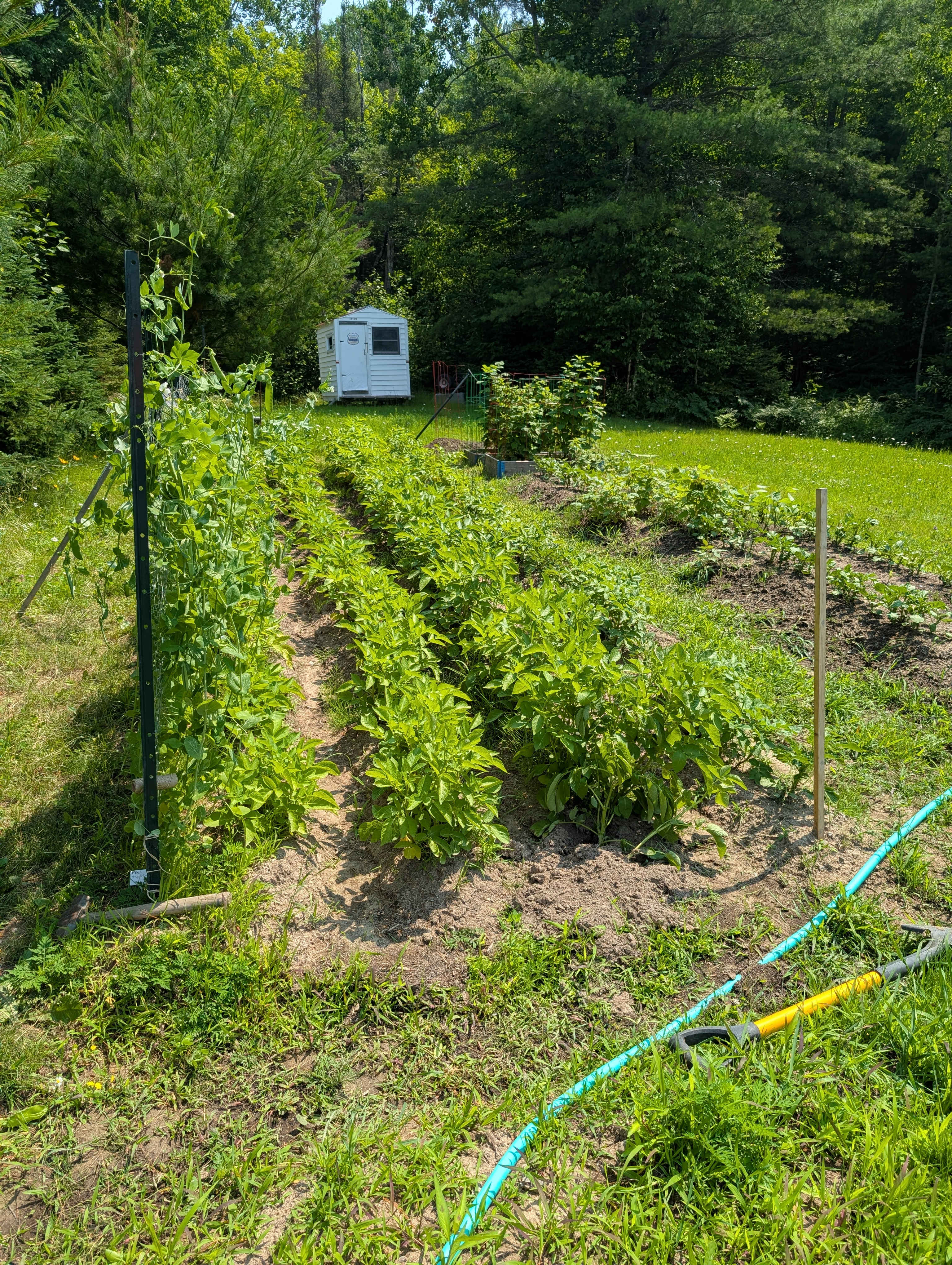 Suzie-Q's Homestead