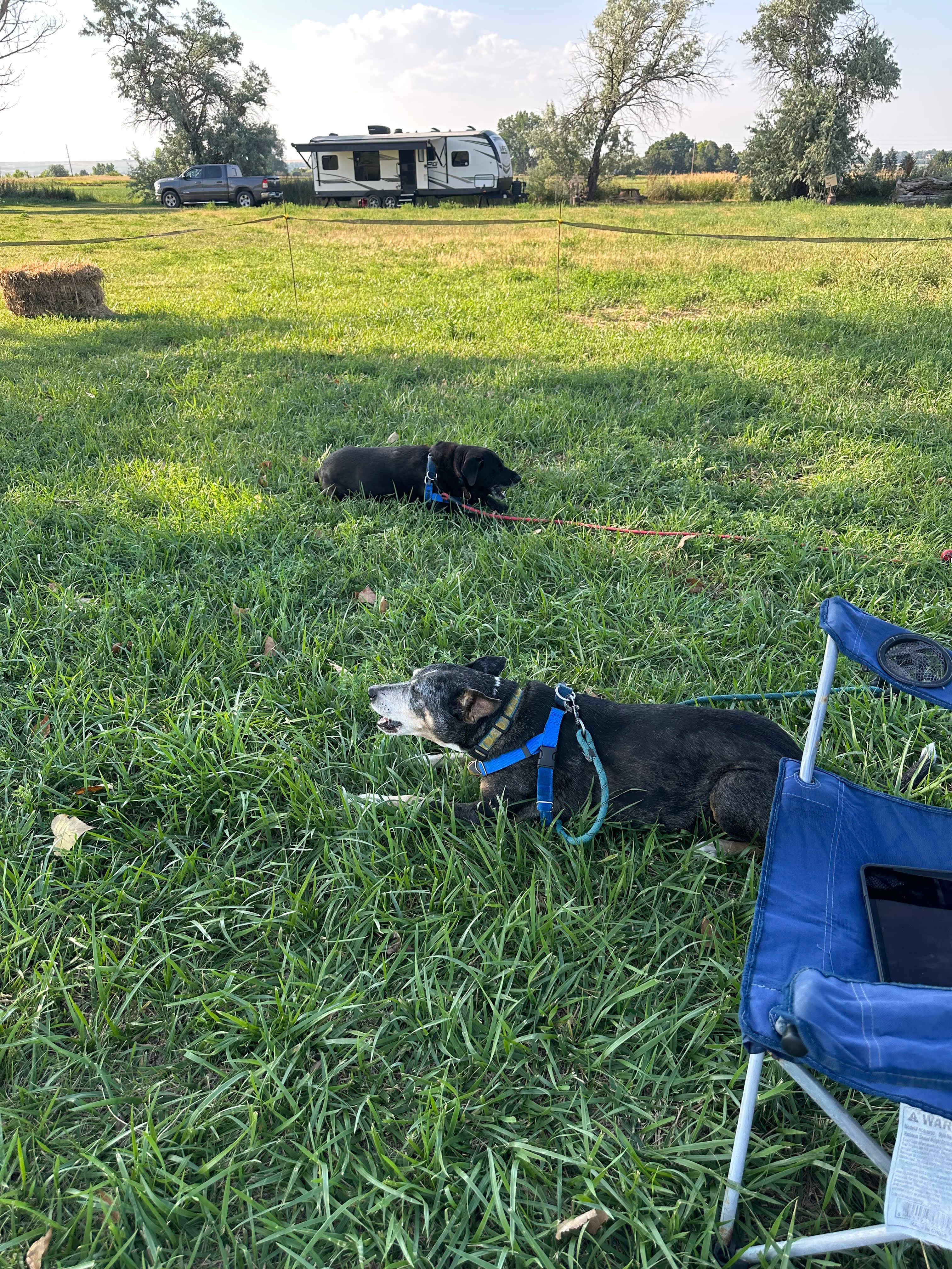 Chilling on the homestead