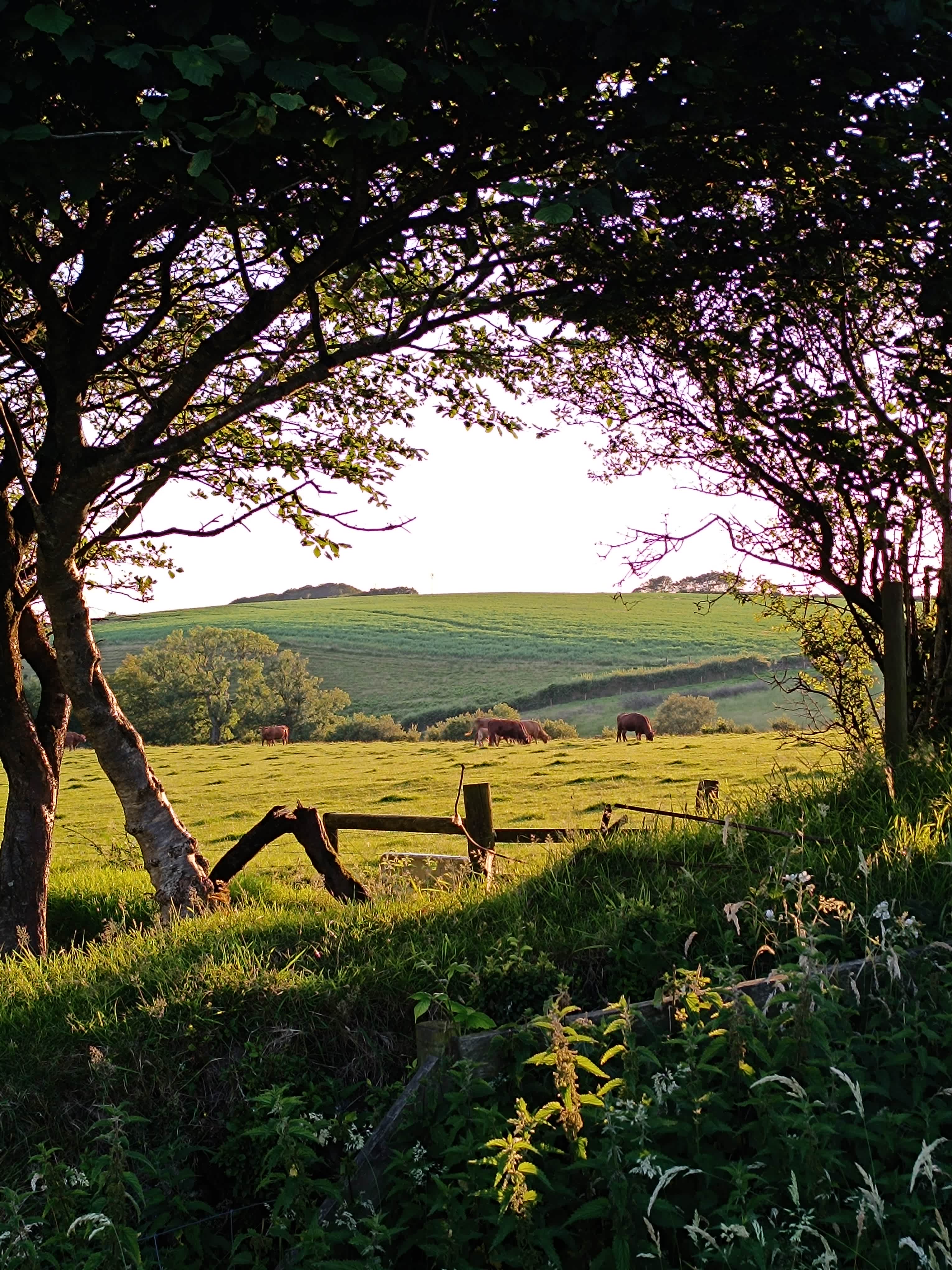Westland Farm