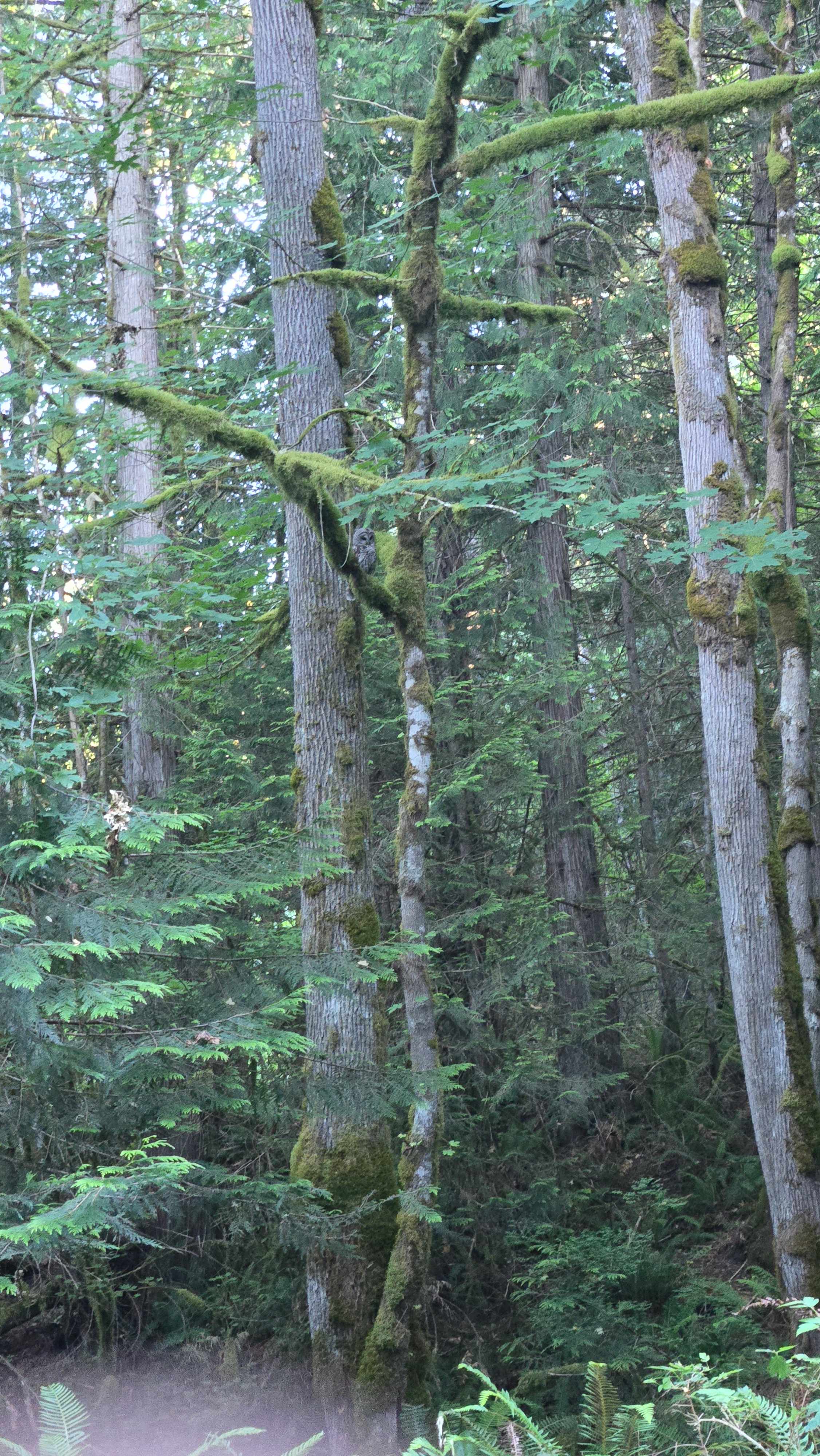 Owl watching over us at our tent 