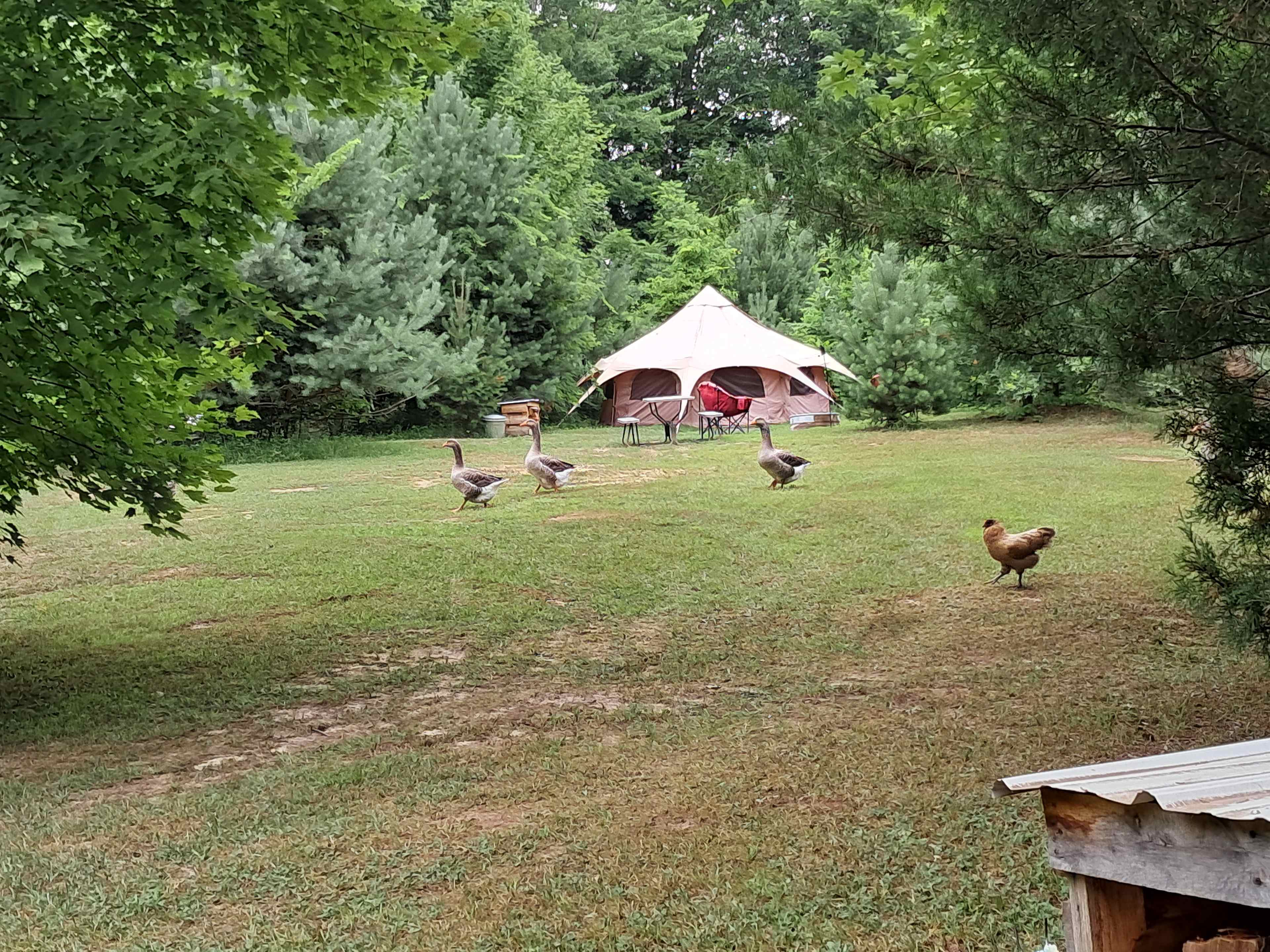 2Chicks And A Farm