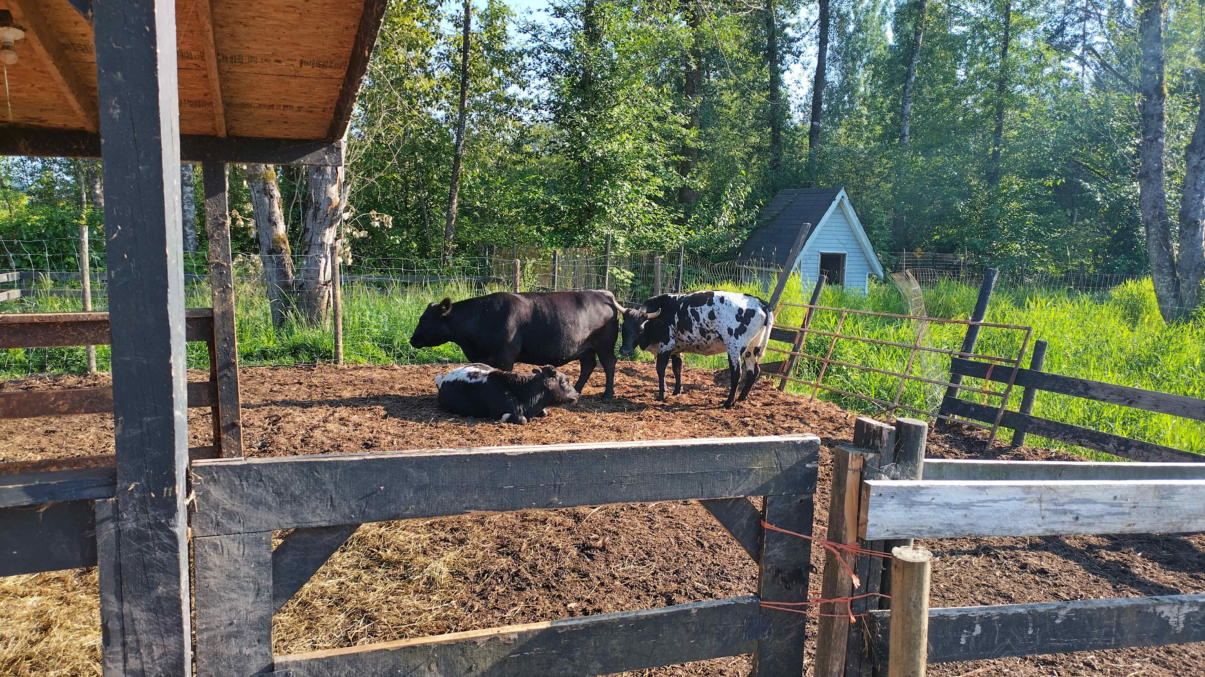 Meadows Family Farm Ltd