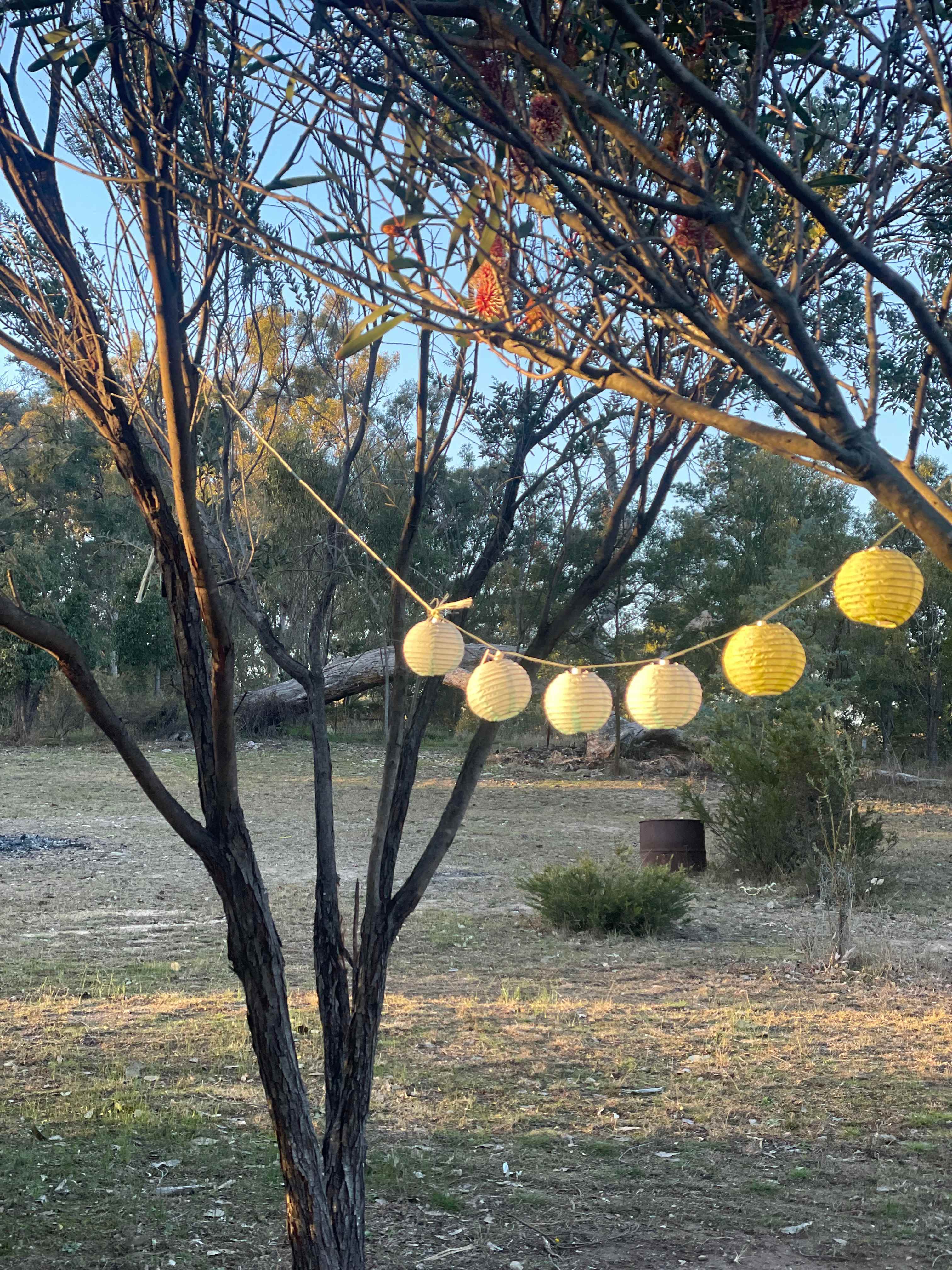 Lanterns adorn the trees