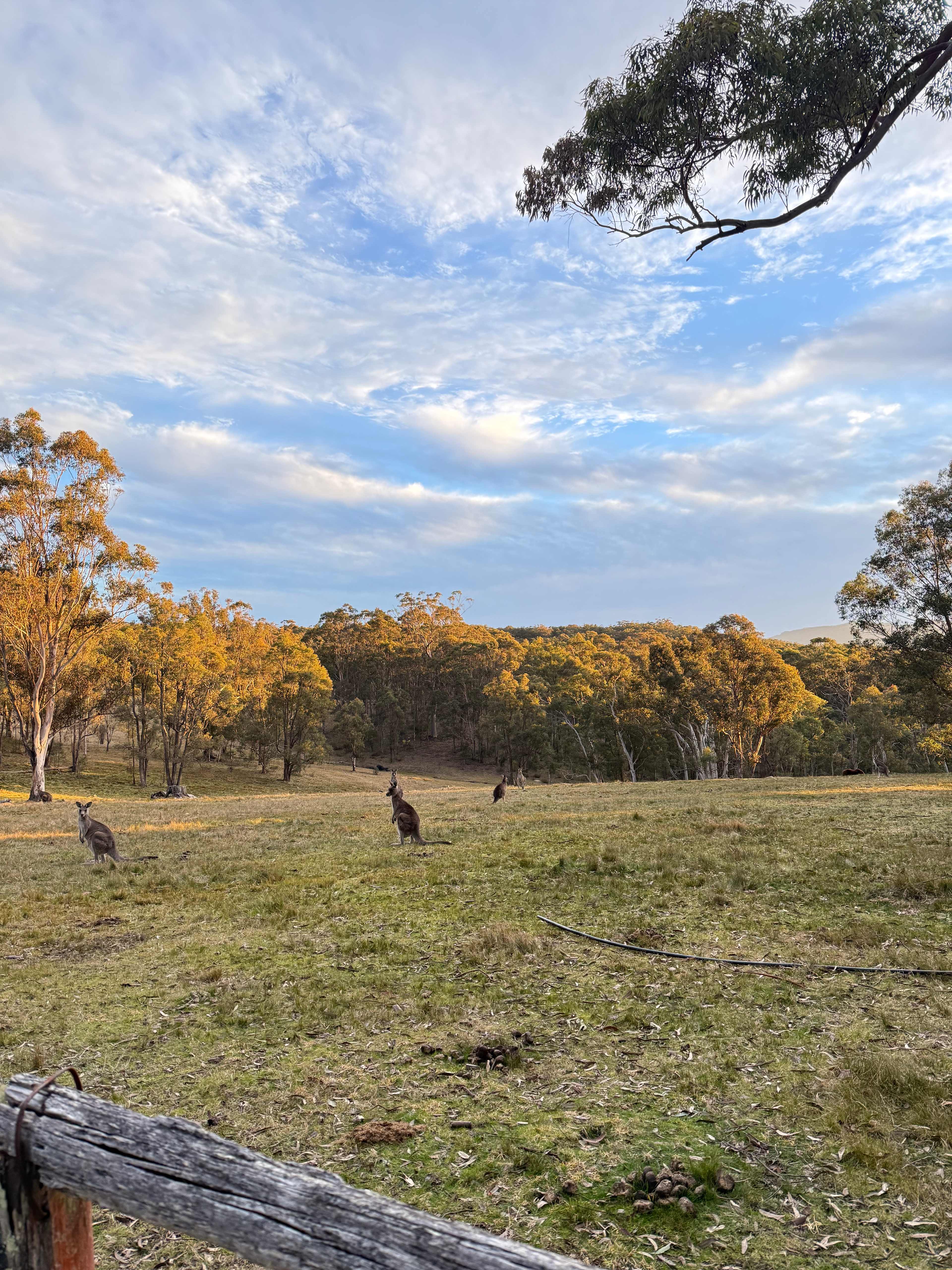 Megalong Valley Farm