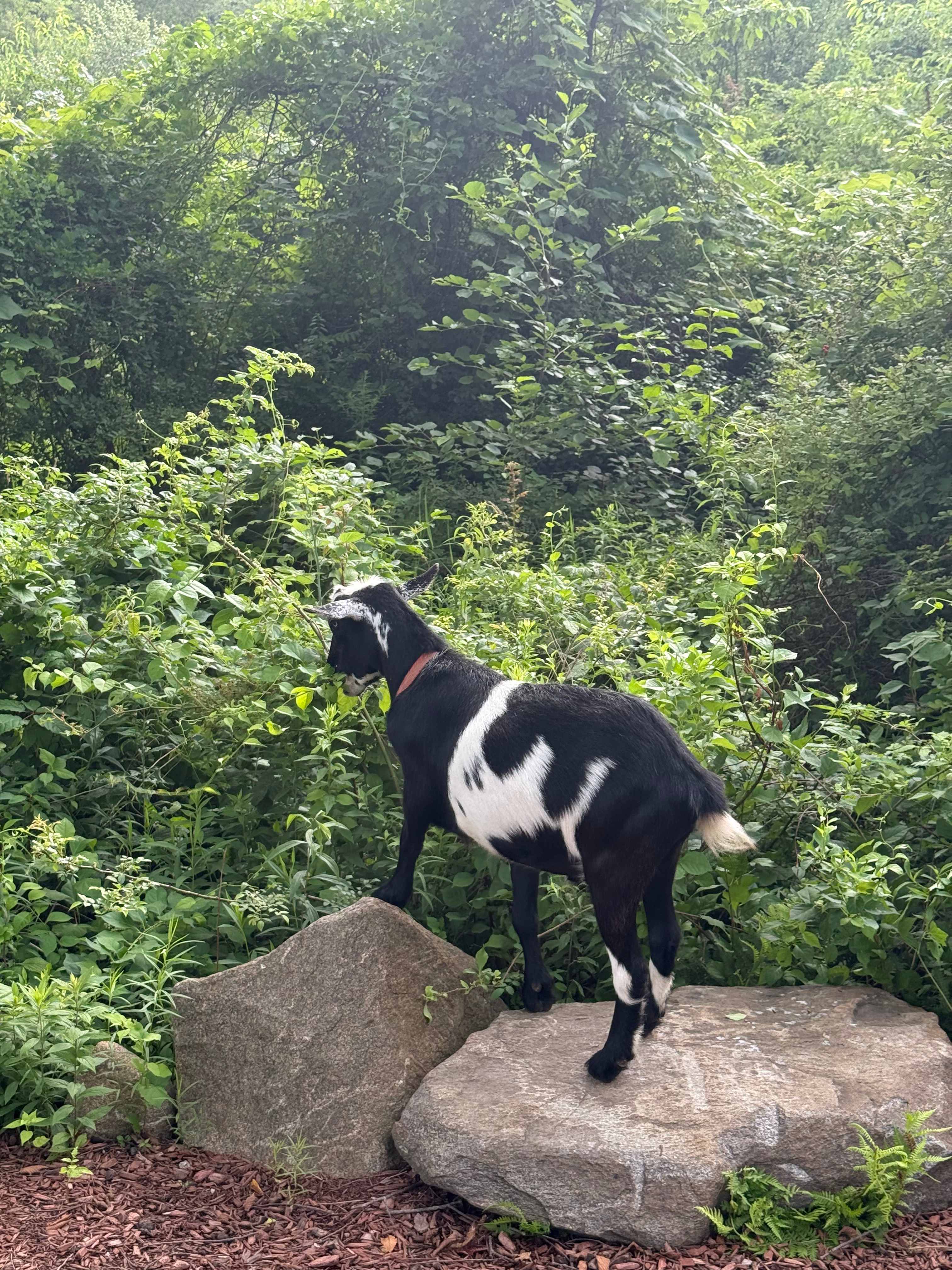 Rosy Goat Farm