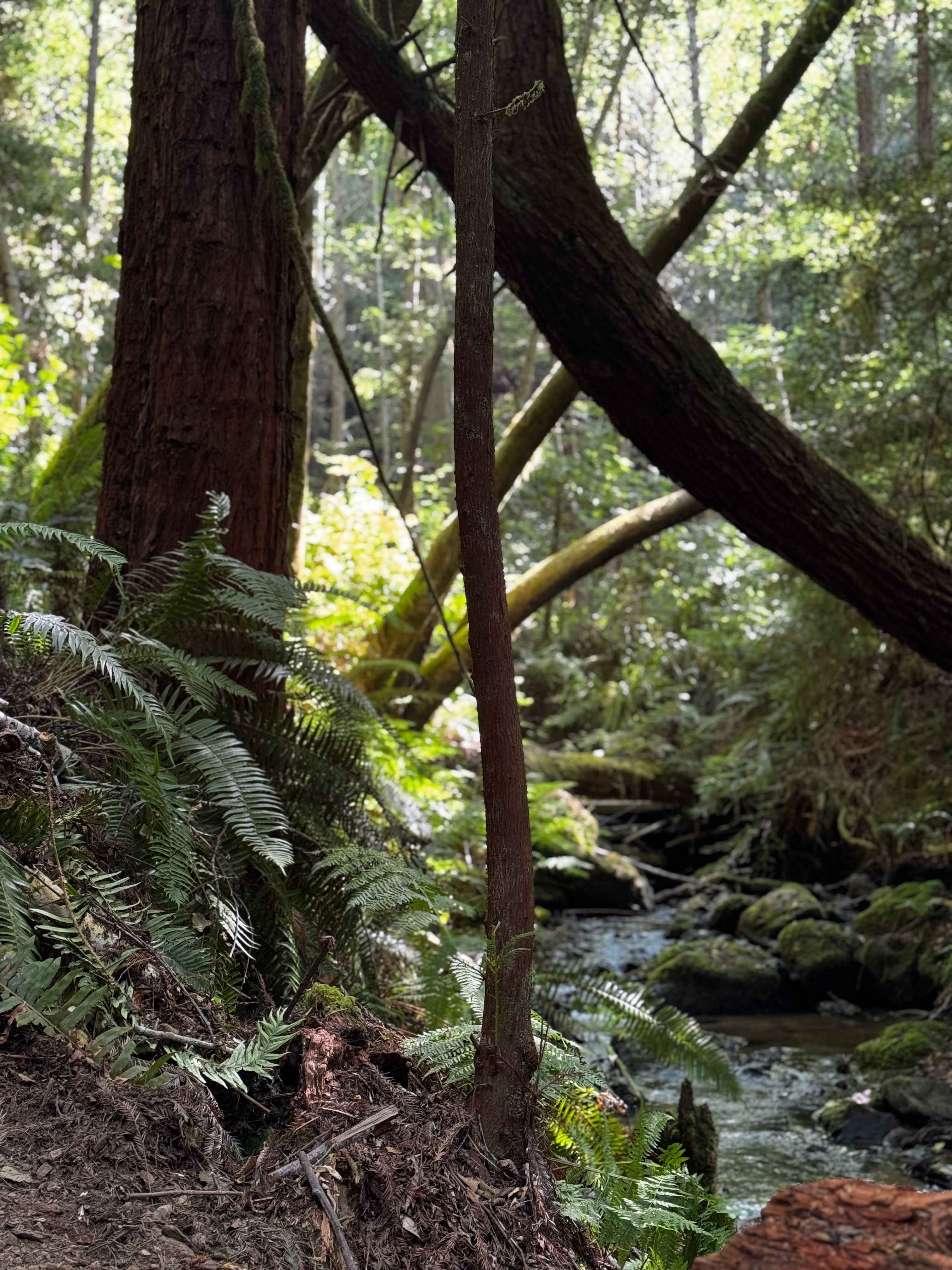 Bigfoot’s Coastal Hideaway